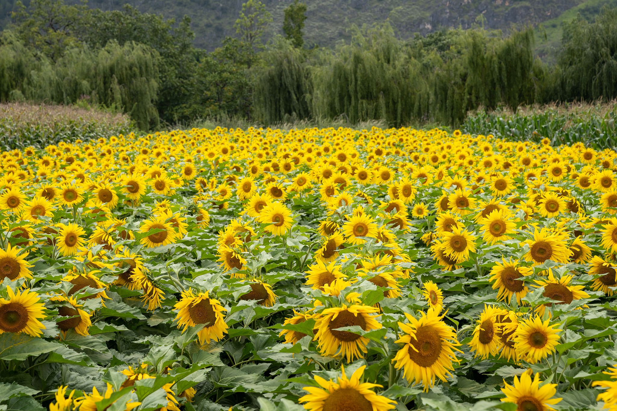 昆明周边的向日葵花海大揭秘来啦!