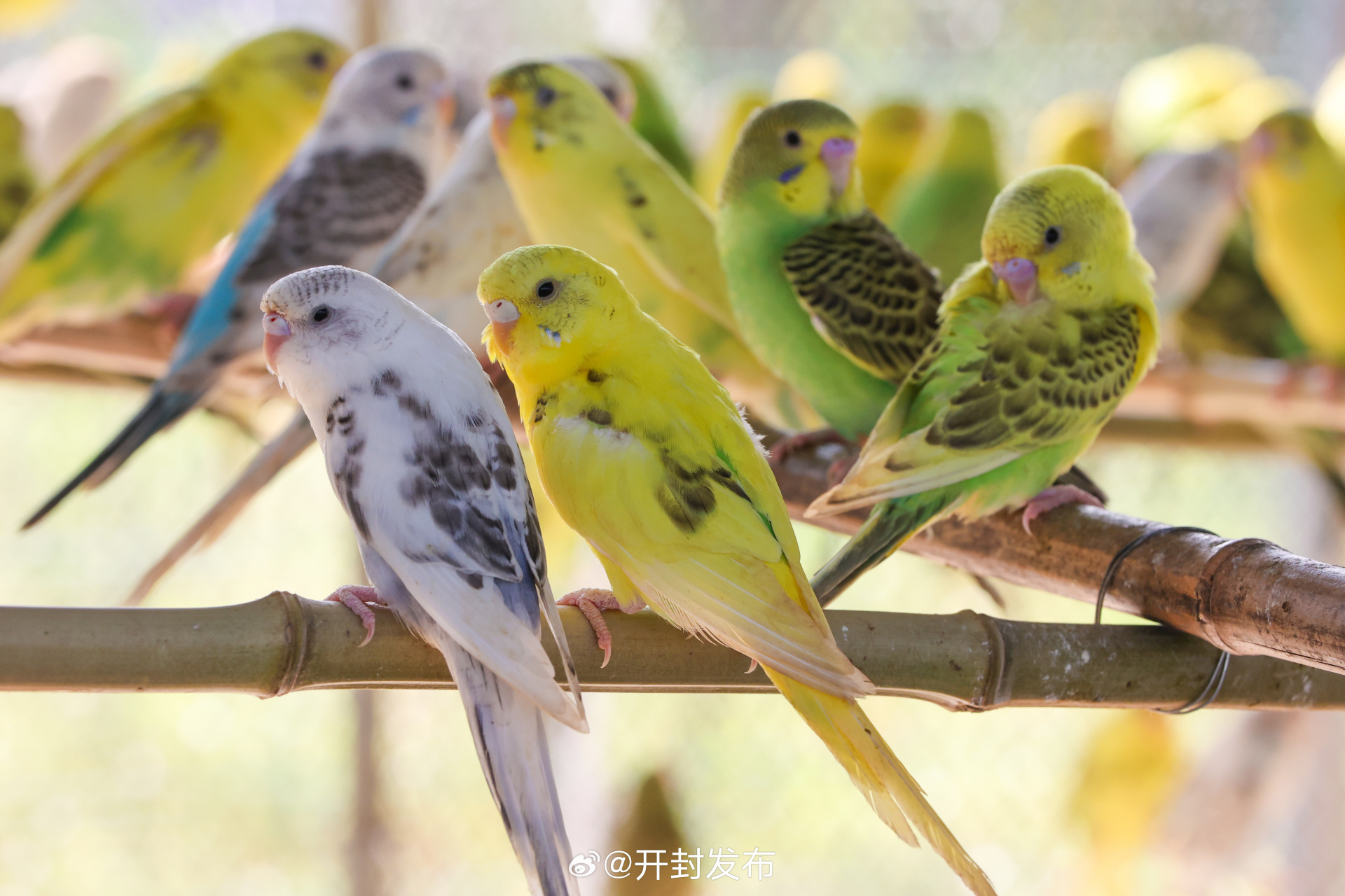 8月15日,在城乡一体化示范区水稻乡花生庄虎皮鹦鹉养殖场里,鸟儿"叽叽