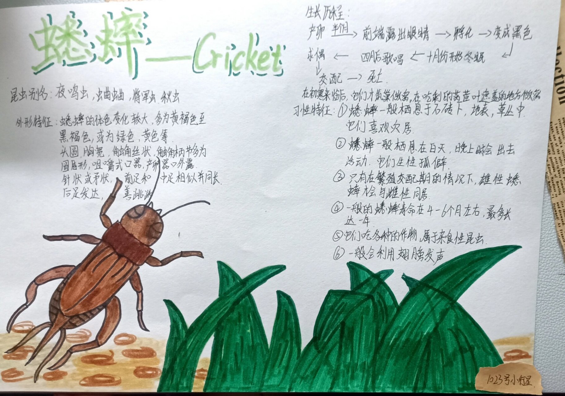 昆虫记丨蟋蟀05 螳螂绘画 昆虫记来了 很抱歉只有这两个 末尾附赠一