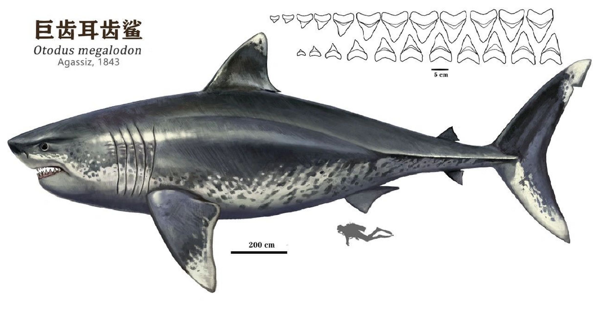 几种耳齿鲨与噬人鲨体型对比图 转自鲨姐粉丝群