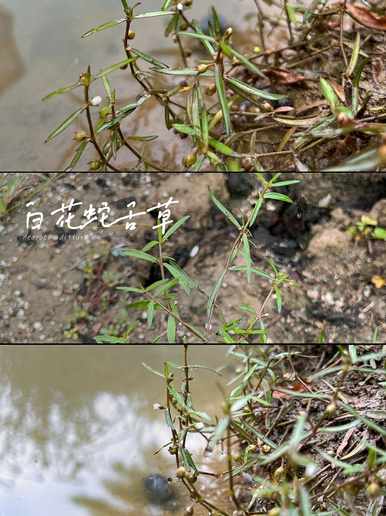26 白花蛇舌草
