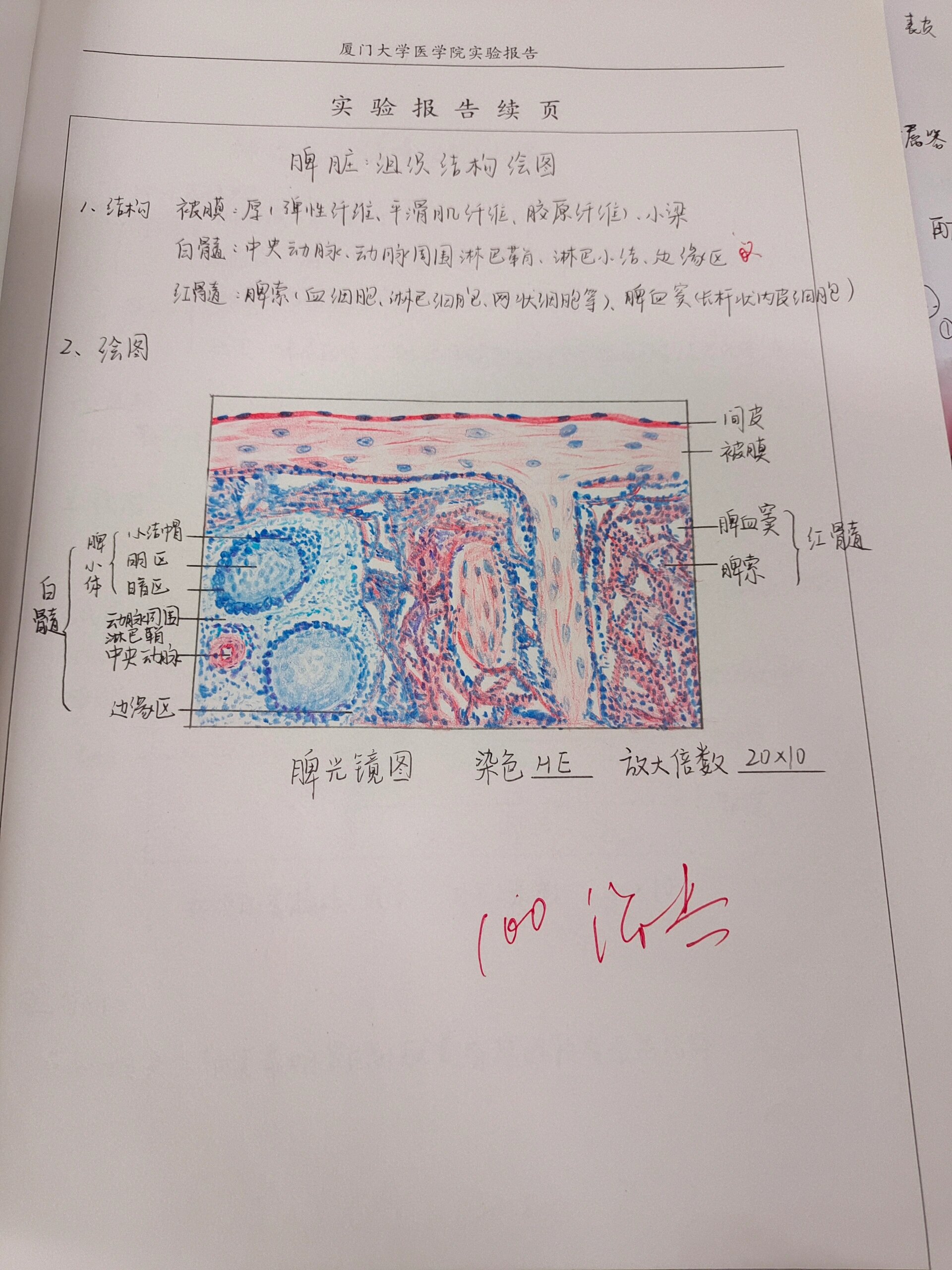 脾的结构组胚图图片