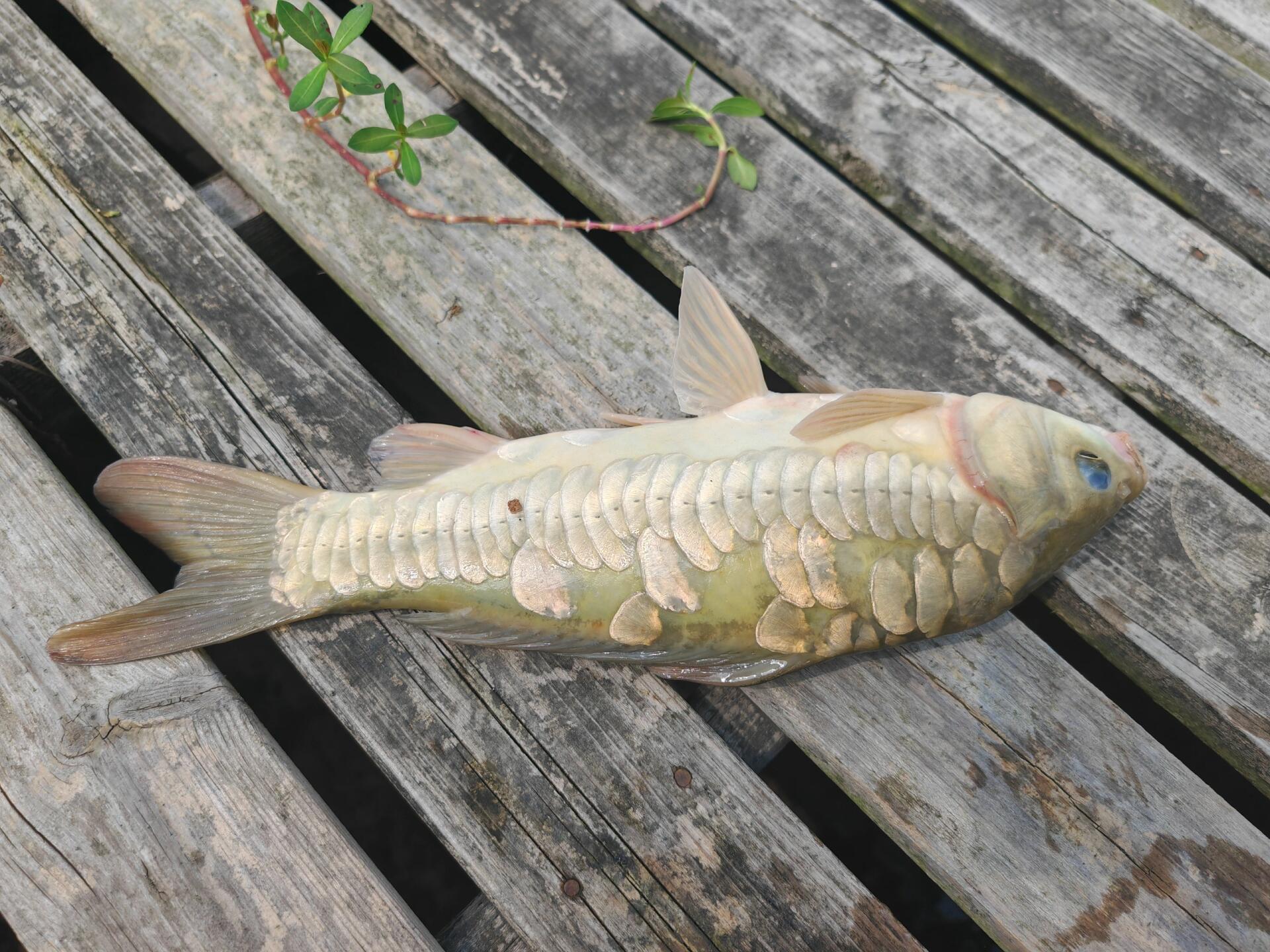 第一次见这种鱼,第一次到三道鳞这名字,听说北方常见,北方的朋友们,真