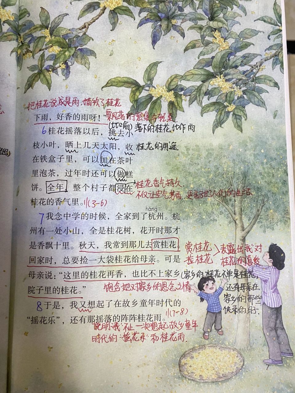 五年级上册—第三课《桂花雨》课堂笔记