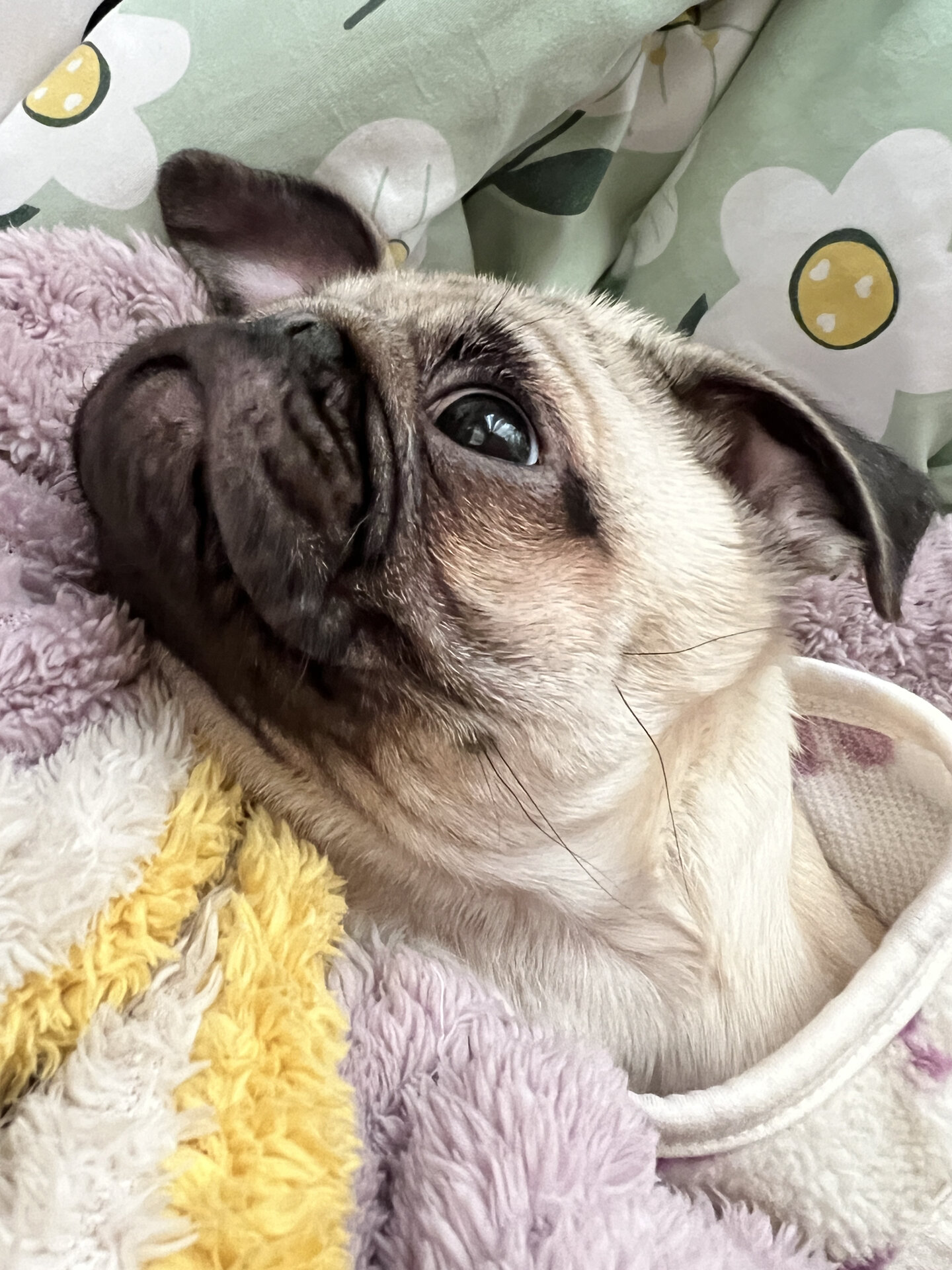 巴斗犬 可爱巴哥