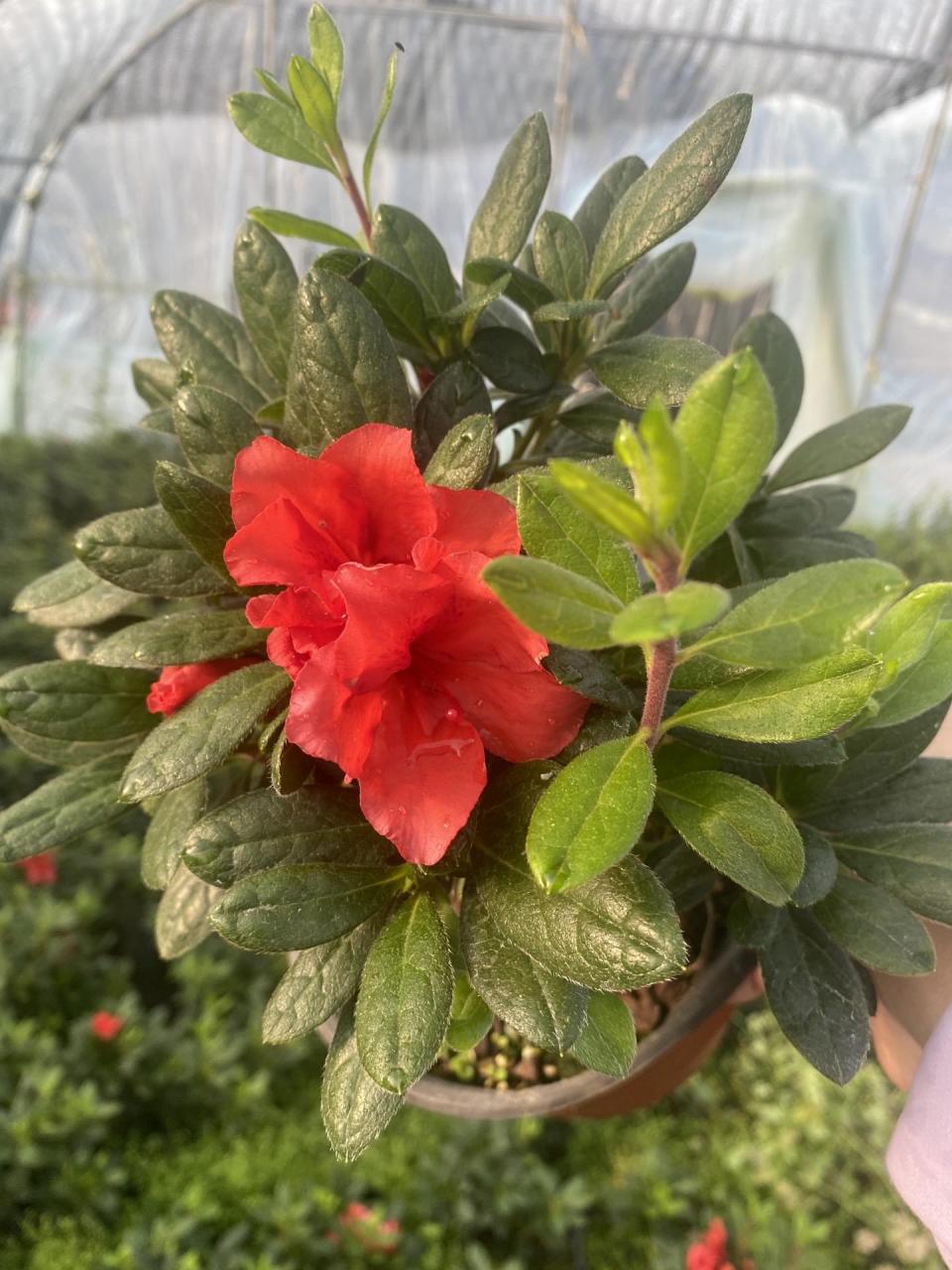 欣赏安酷四季杜鹃,(红皇冠,花冠)