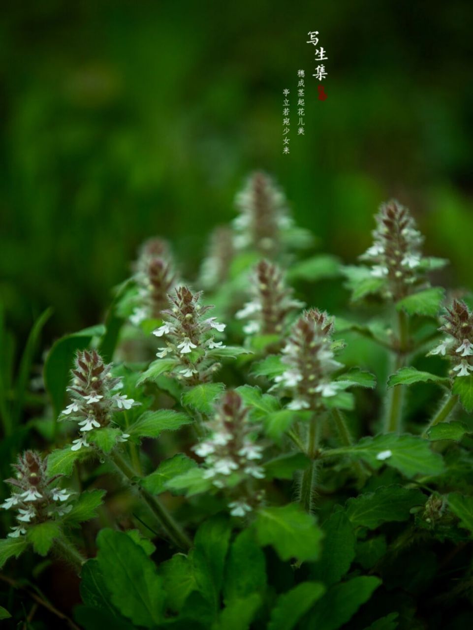 白毛夏姑草图片欣赏图片