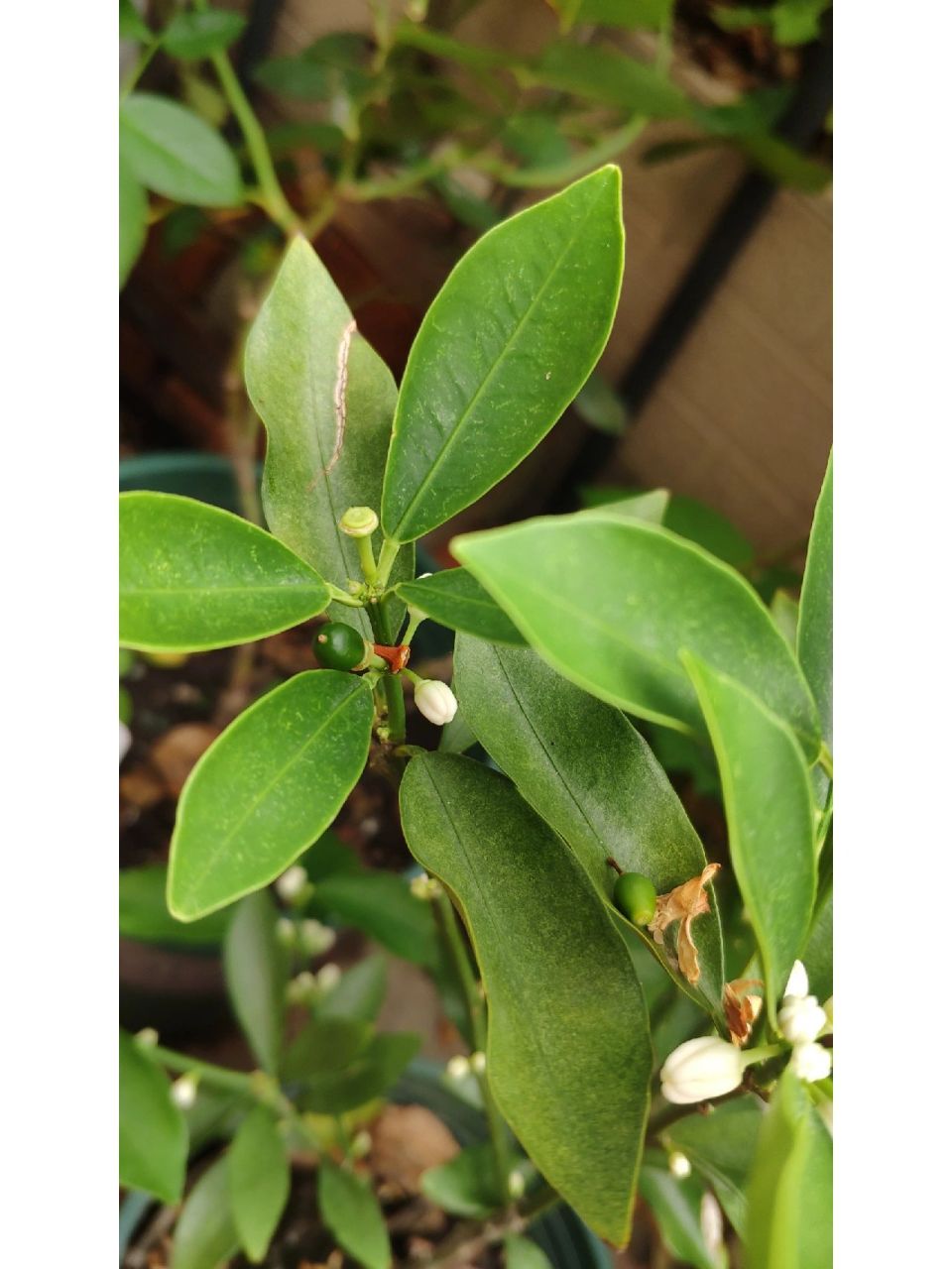 我的这棵盆栽的脆蜜金桔前些天开的第一批花全都结果了,之前都好好的