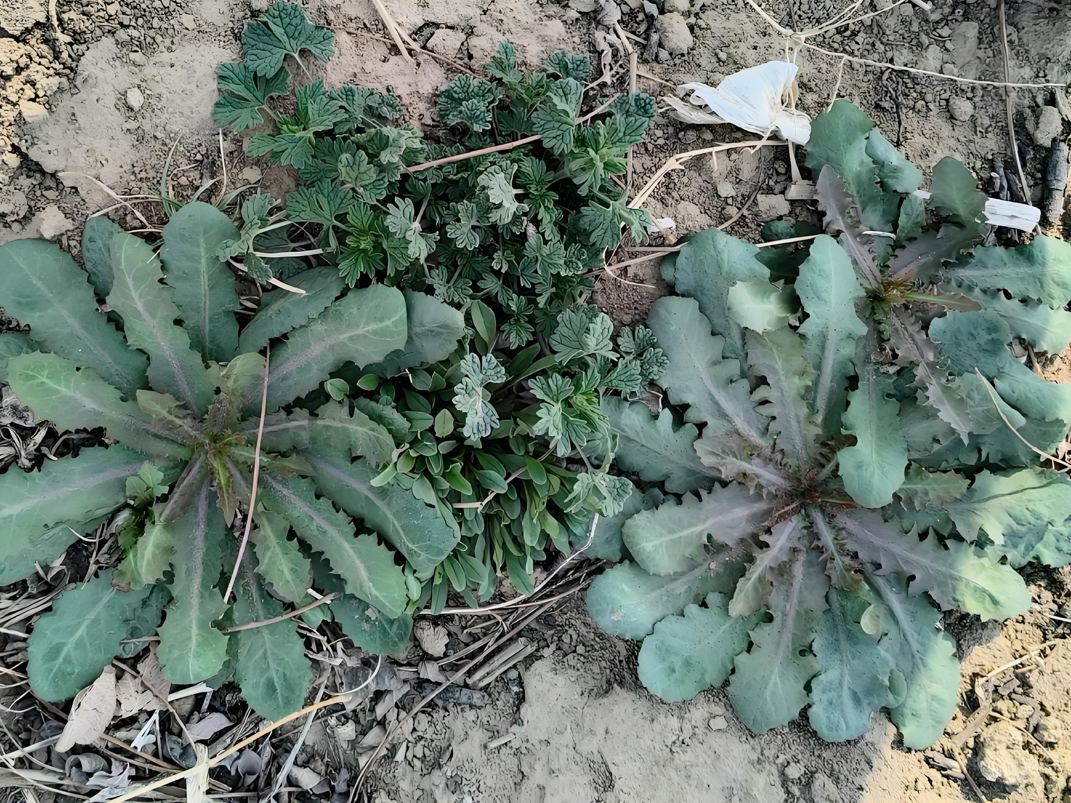 苦碟子,这野菜看着就像个碟子,漂亮得不行!