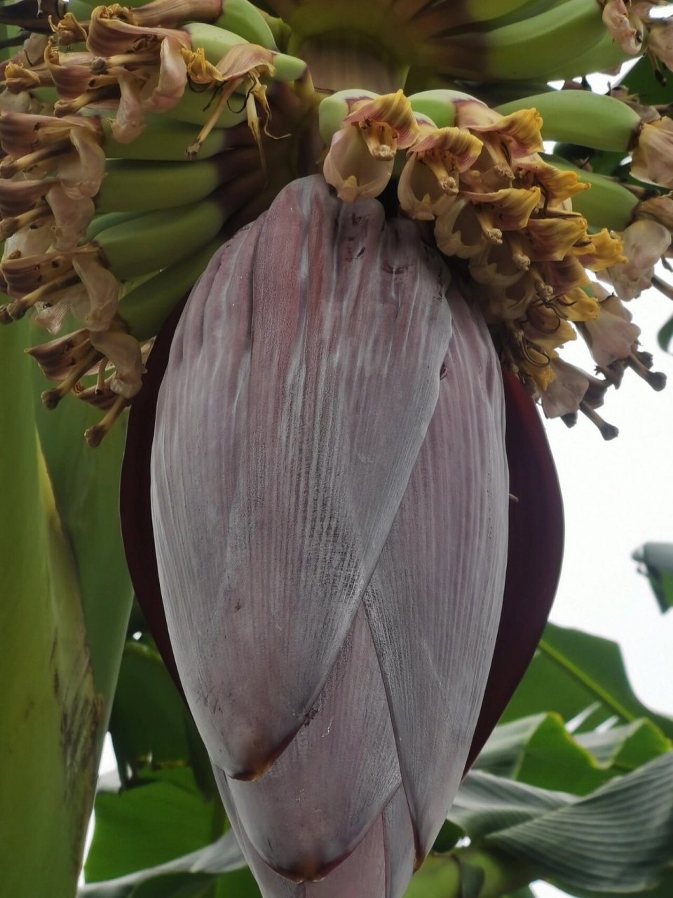 香蕉花 含笑花,别名:含笑美,含笑梅,山节子,白兰花,唐黄心树,香蕉花