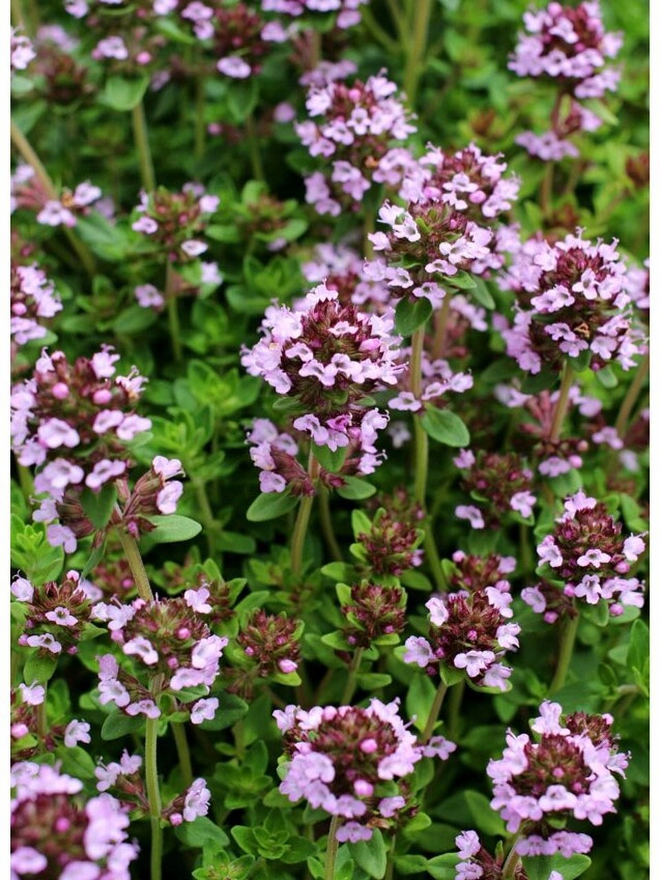 百里香花期图片