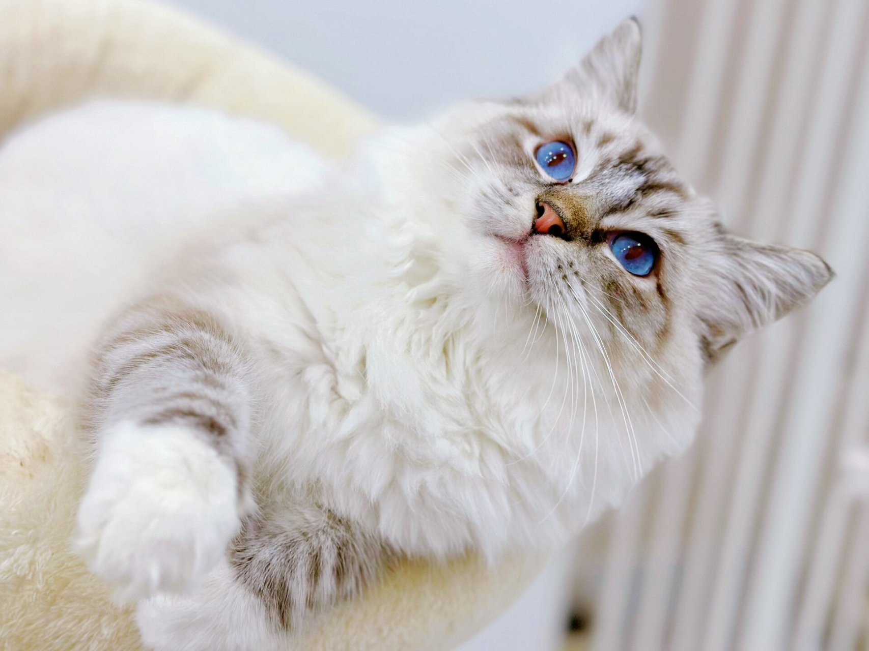 每日一猫|布偶海豹山猫手套色 像个小老虎,身上肥嘟嘟,所以就叫他胖虎