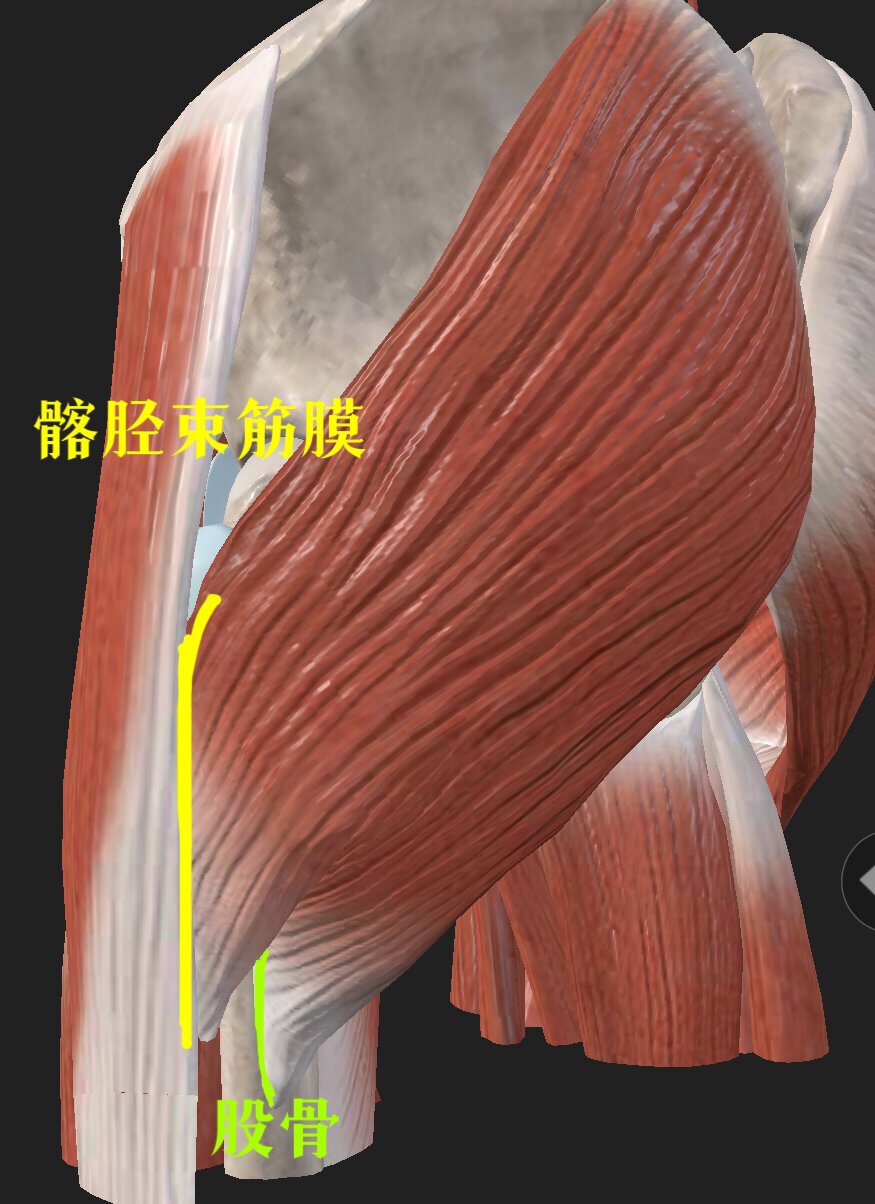 臀大肌之动力的核心(一) 臀大肌,全身动力的核心,无论是在稳定步态