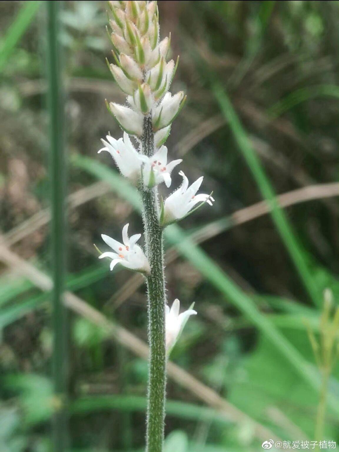 肺筋草 肺筋草,别称金线吊白米,我们叫粉条儿菜.