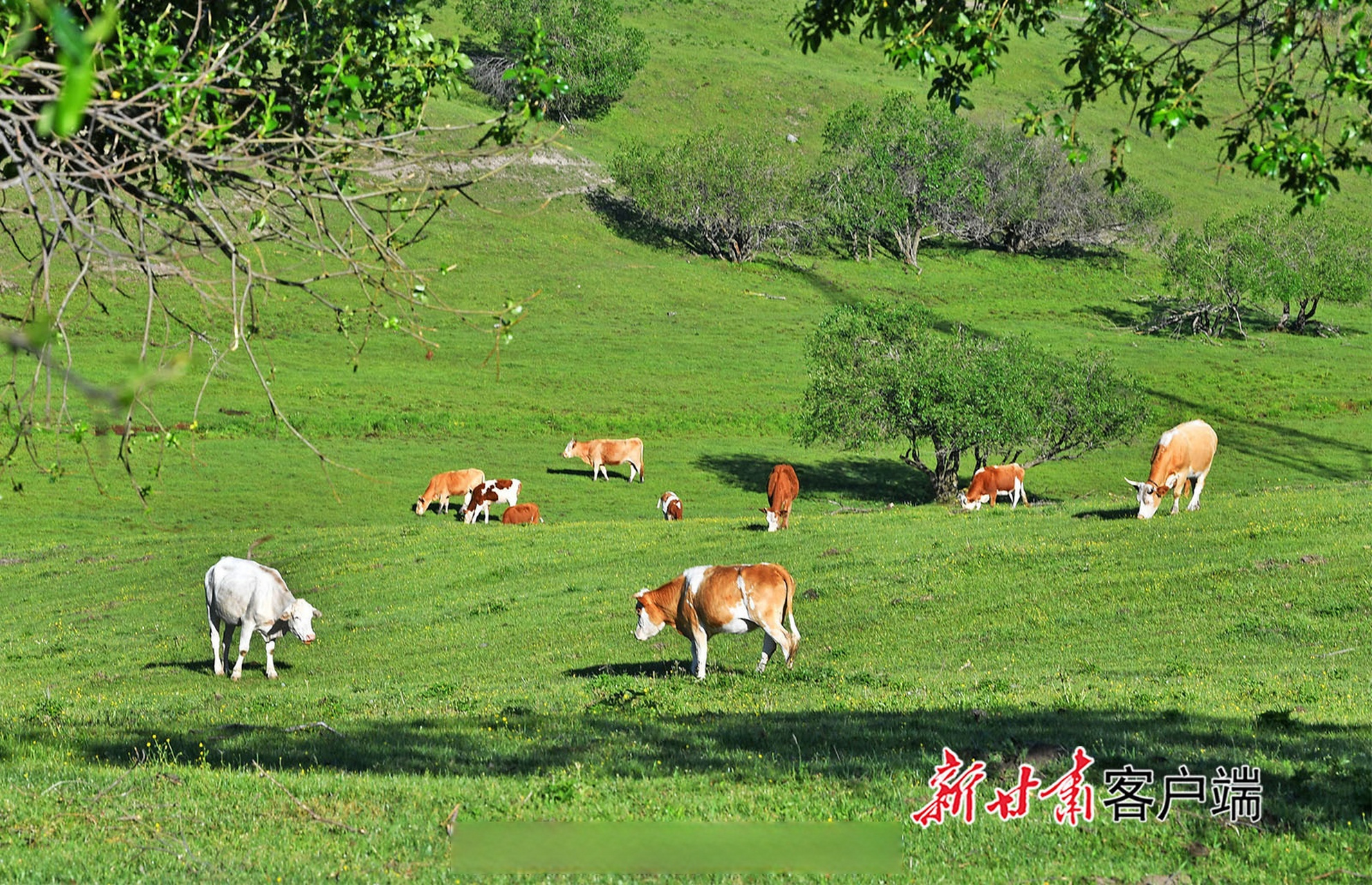 陇上美景##天水张家川草原牧场风景如画#