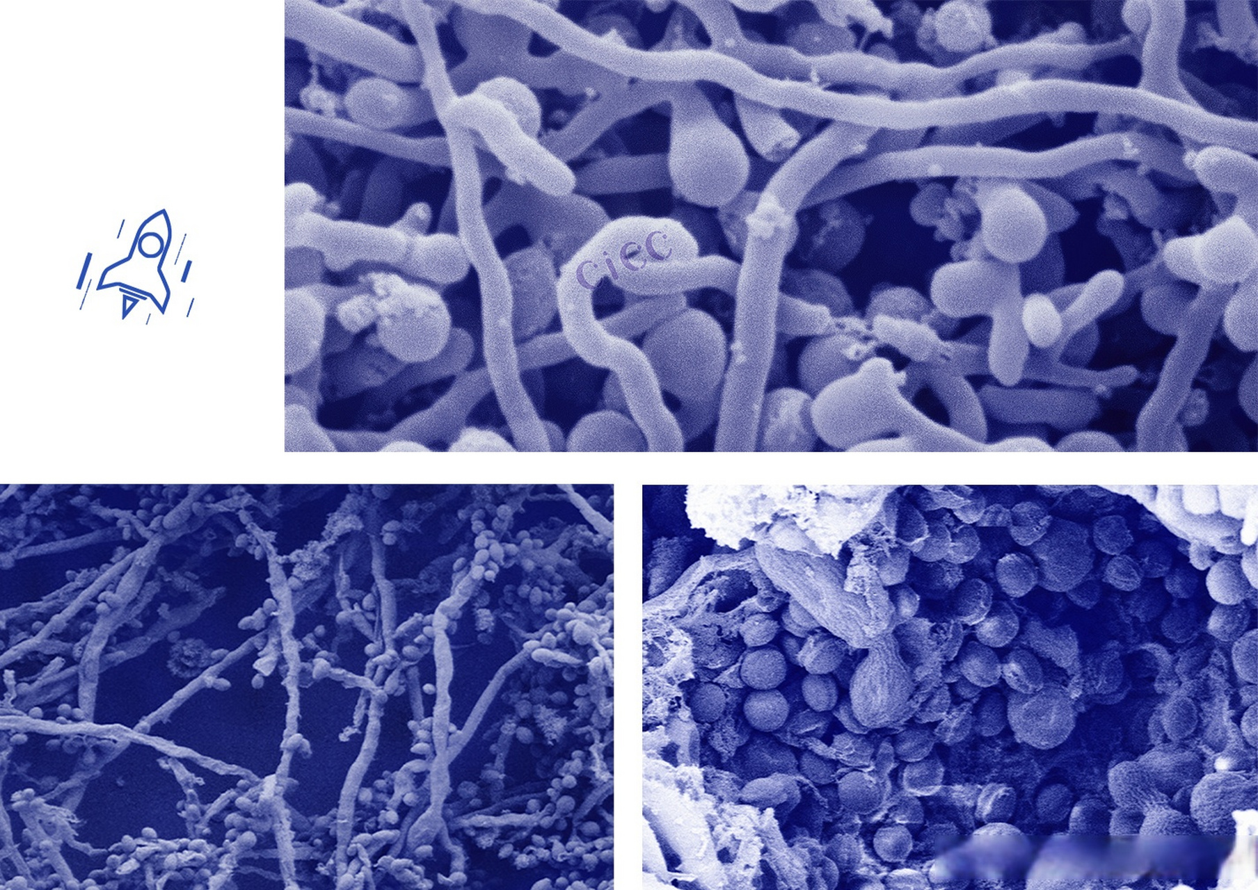 3万余株高质量,性能优良的微生物菌种资源.