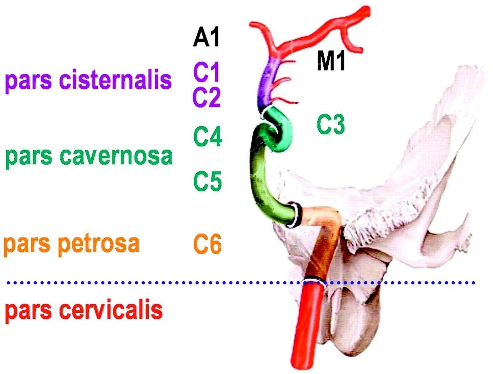 carotid artery图片