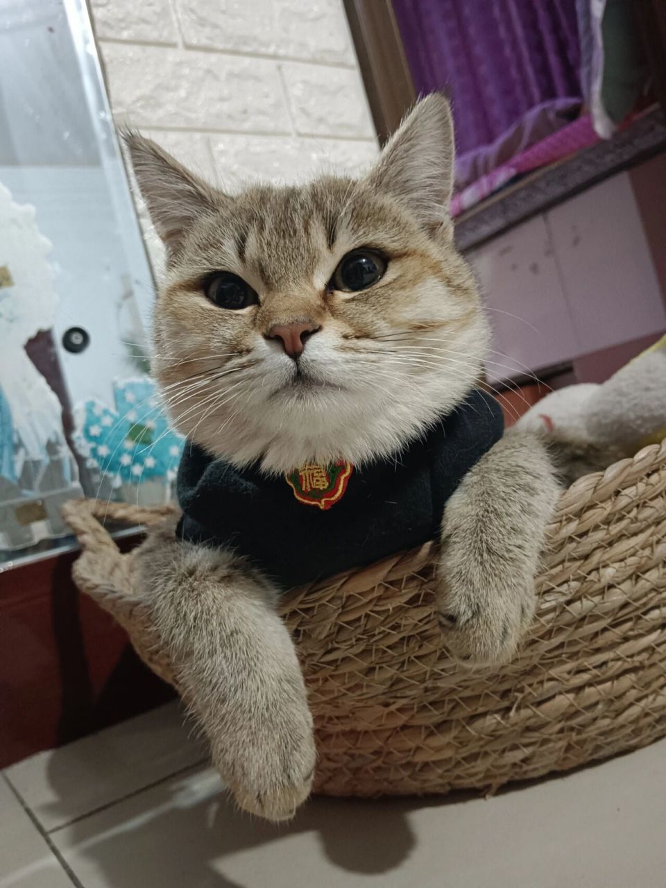 小母猫 金渐层 狸花猫 串串猫 反正不管你是啥品种,都是我的心头宝.