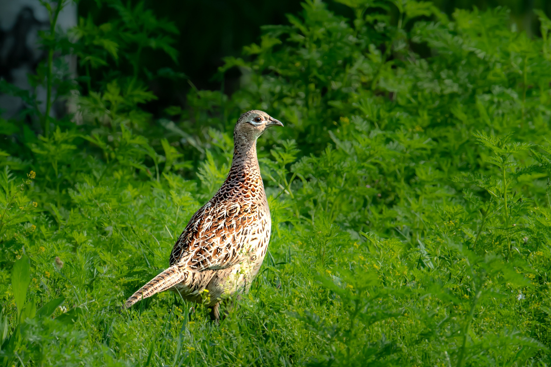 环颈雉 别名野鸡,山鸡 拍摄地点:哈尔滨 图1一图8为雄鸟,图9为雌鸟.