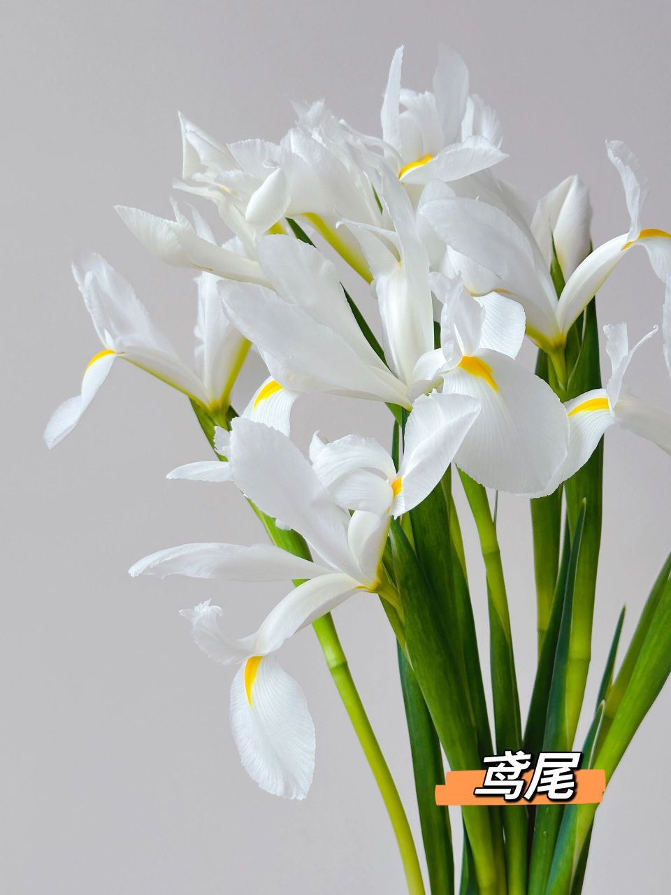 带你一次认识18种白色系花材～ 没有人能拒绝纯洁,浪漫的白色系花鲜花