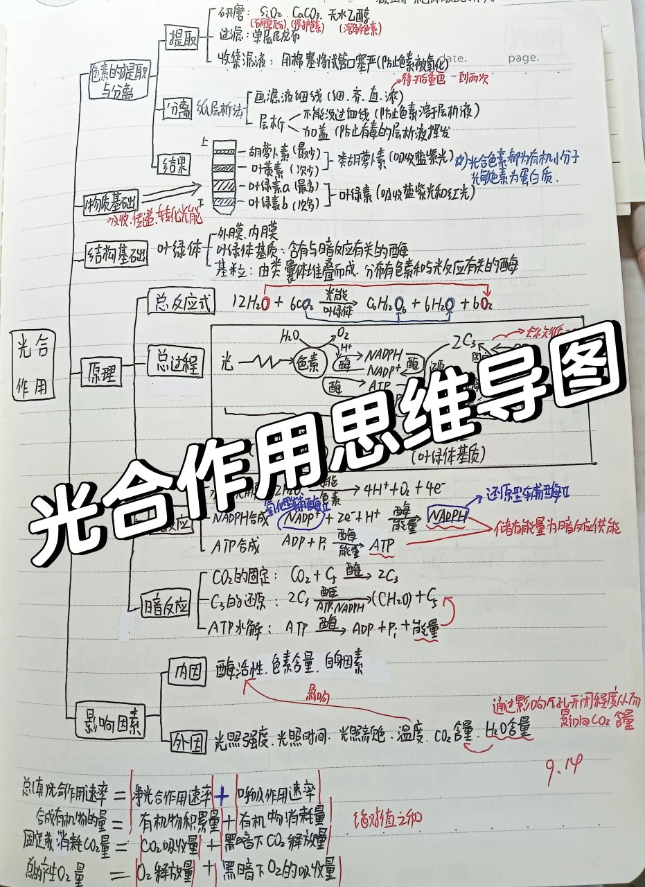 光合作用思维导图,超详细,高三一轮复习