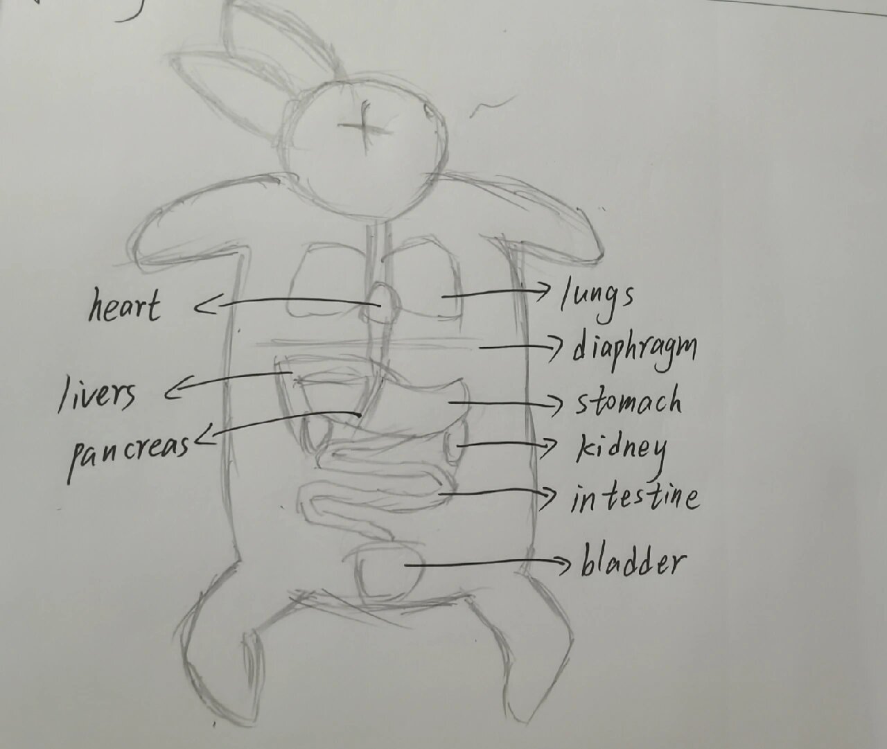 兔子的内部解剖图图片