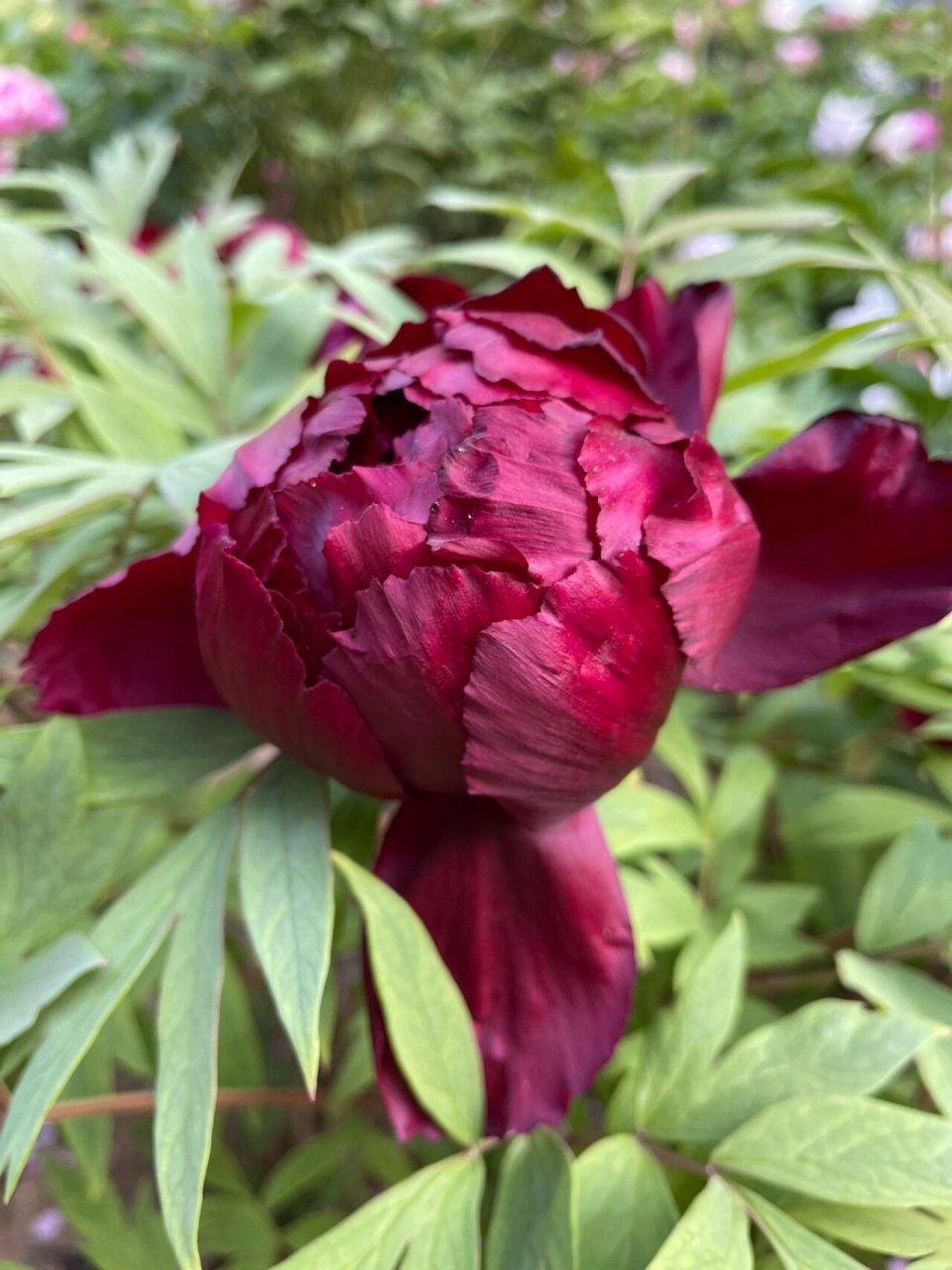 黑牡丹的花季—初乌2022 初乌花墨紫色,是色泽最黑的黑牡丹,花瓣带紫