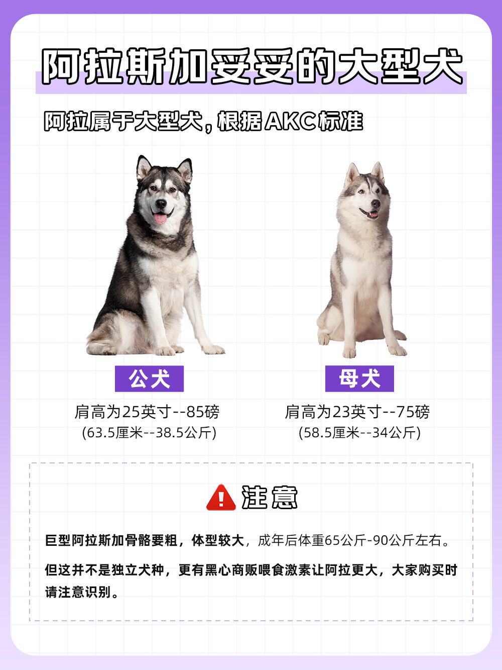 狗狗图鉴-阿拉斯加