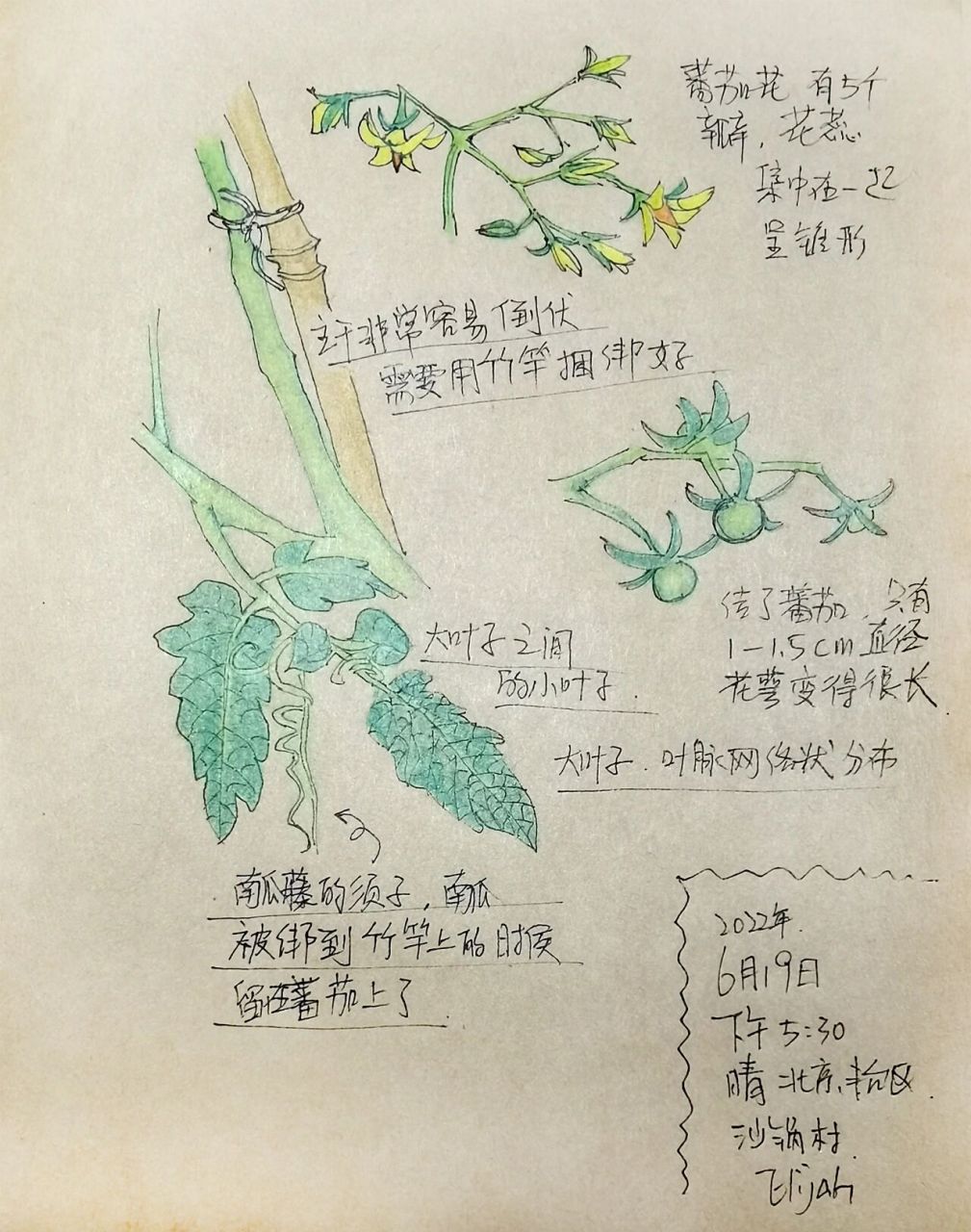 自然笔记|番茄 这是我的第一张自然笔记.