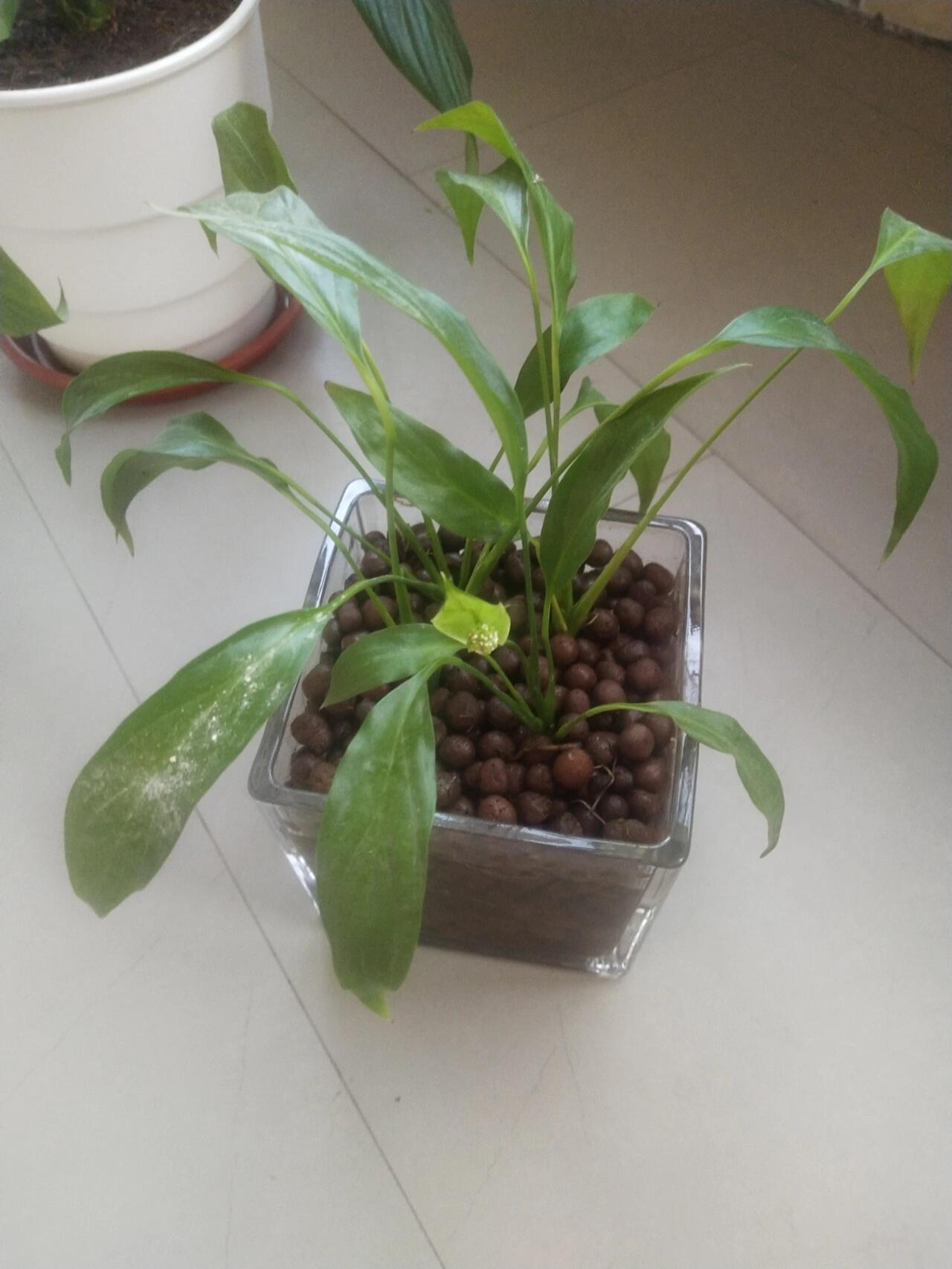 一帆风顺分株