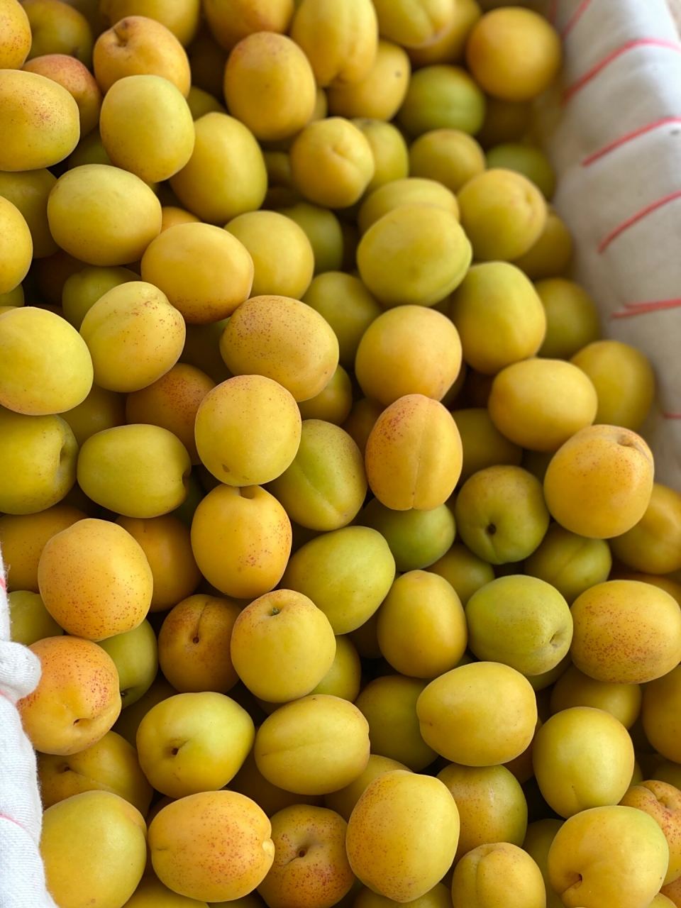 荷兰香蜜杏儿 荷兰香蜜杏,自然成熟,肉甜软糯,仁香