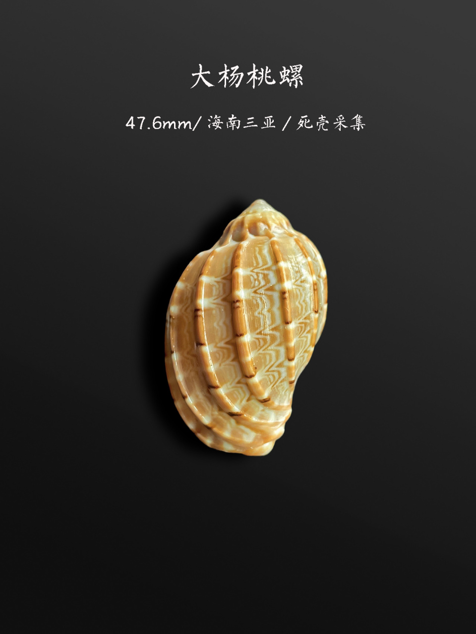 这些螺,你也在海边见过 漂亮的蝾螺(就是俗称猫眼螺牛眼螺的)和杨桃螺