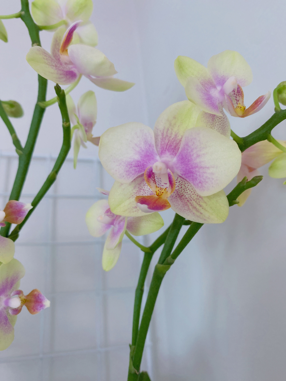 蝴蝶兰:金树二代90圣诞树 两种同属小花型,颜色也是中间粉两边黄.