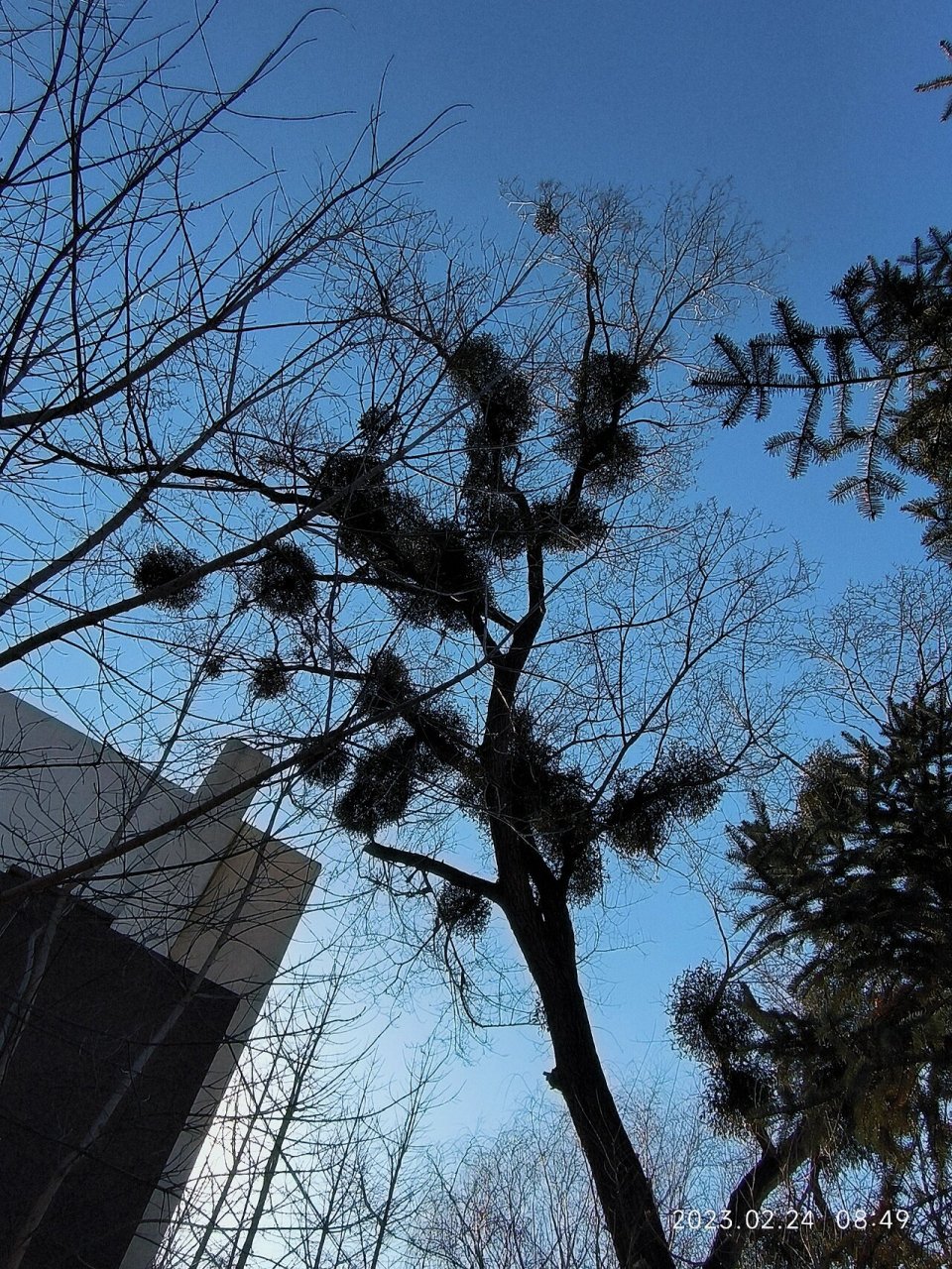 槲寄生 槲寄生通常寄生于麻栎树,苹果树,白杨树,松