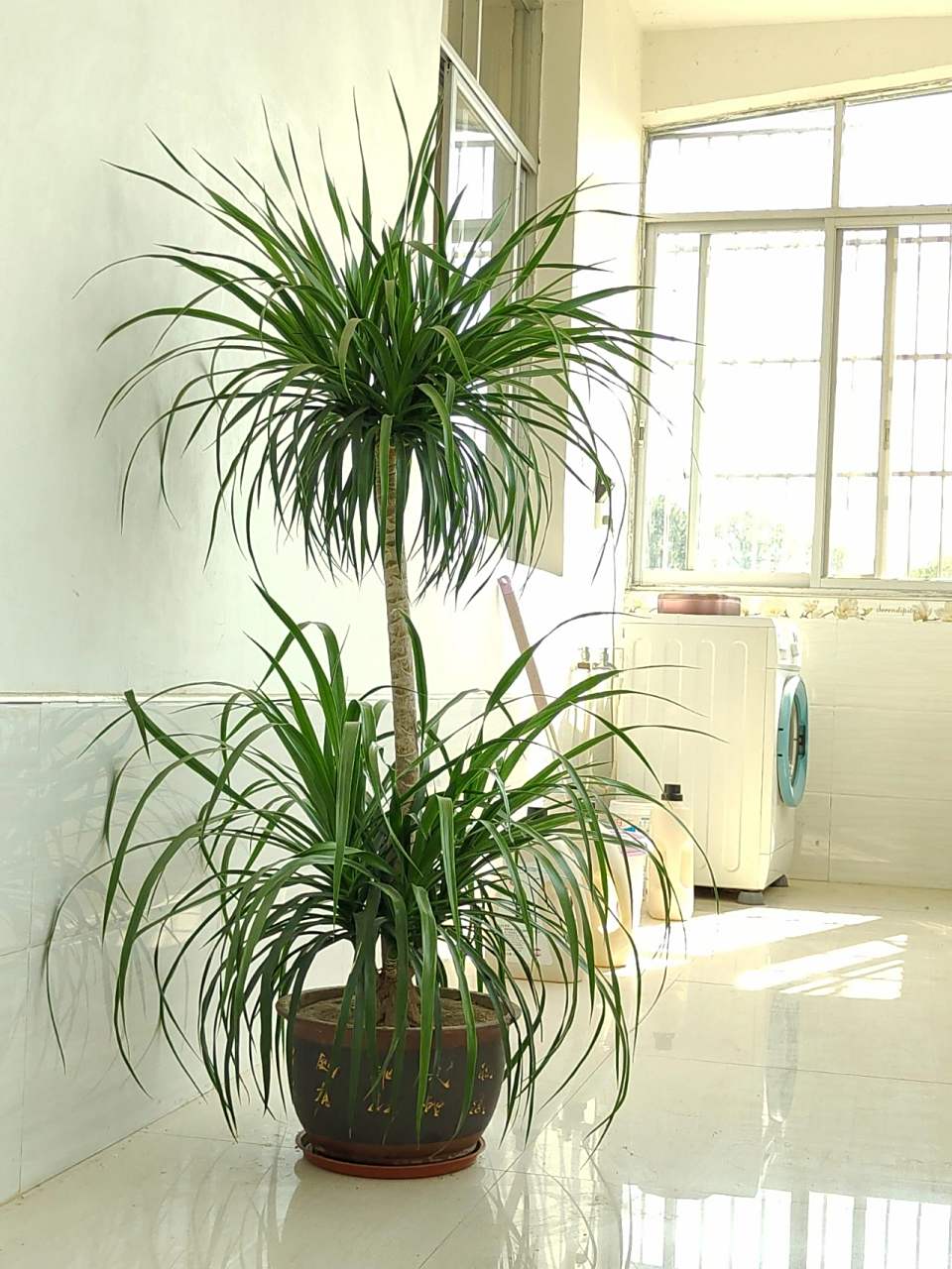 龙血树怎么修剪更好看 长势喜人的双层龙血树,一头凌乱的秀发,上6头