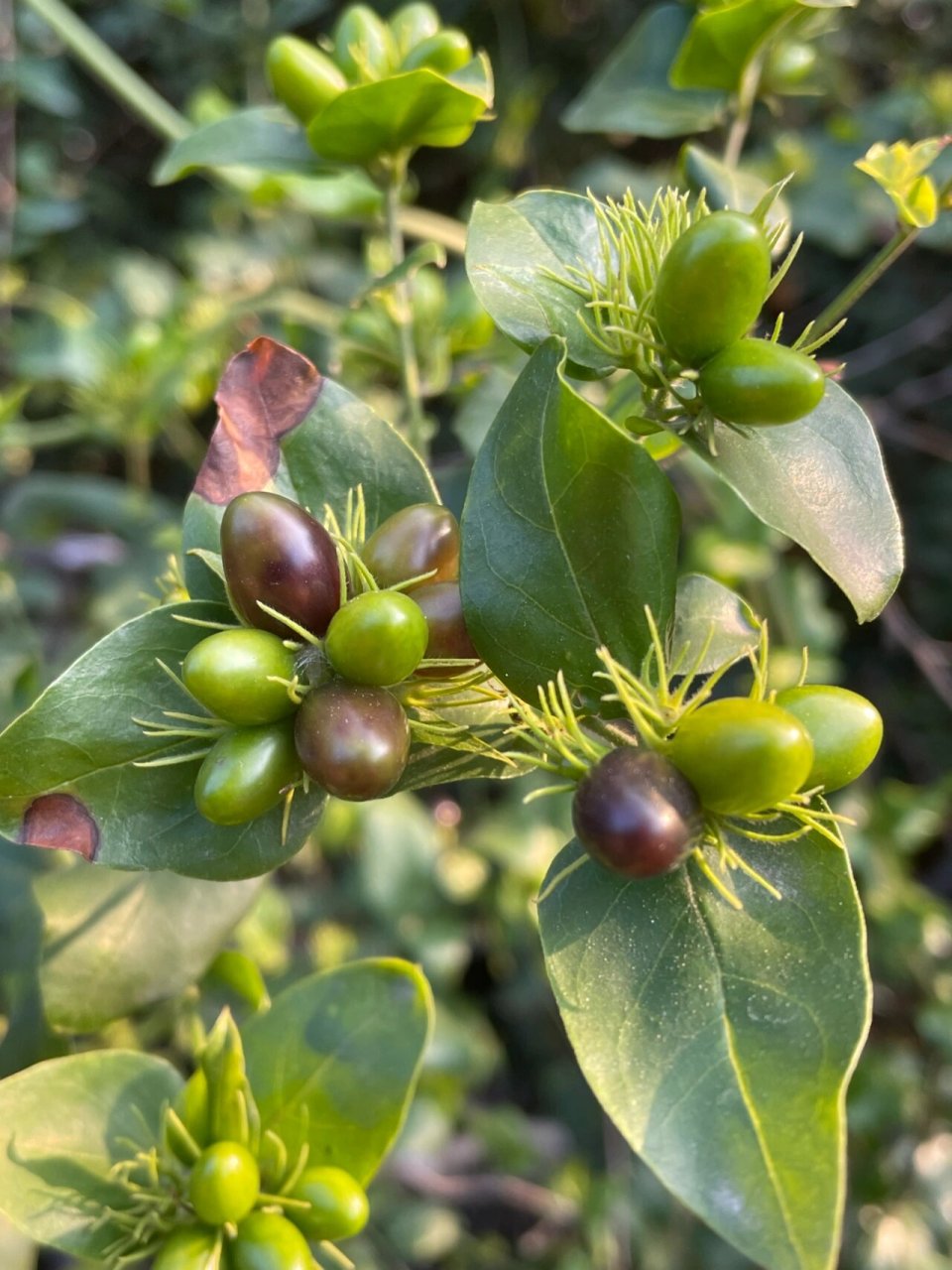 谢三娘果 纯野生,果实不能食用