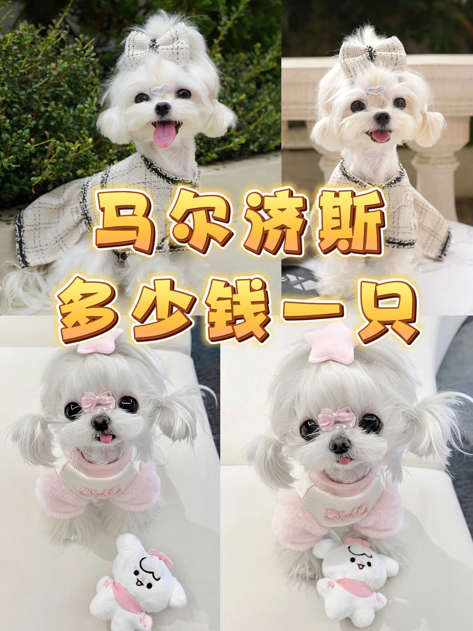 马尔济斯多少钱一只 |马尔济斯为什么这么贵