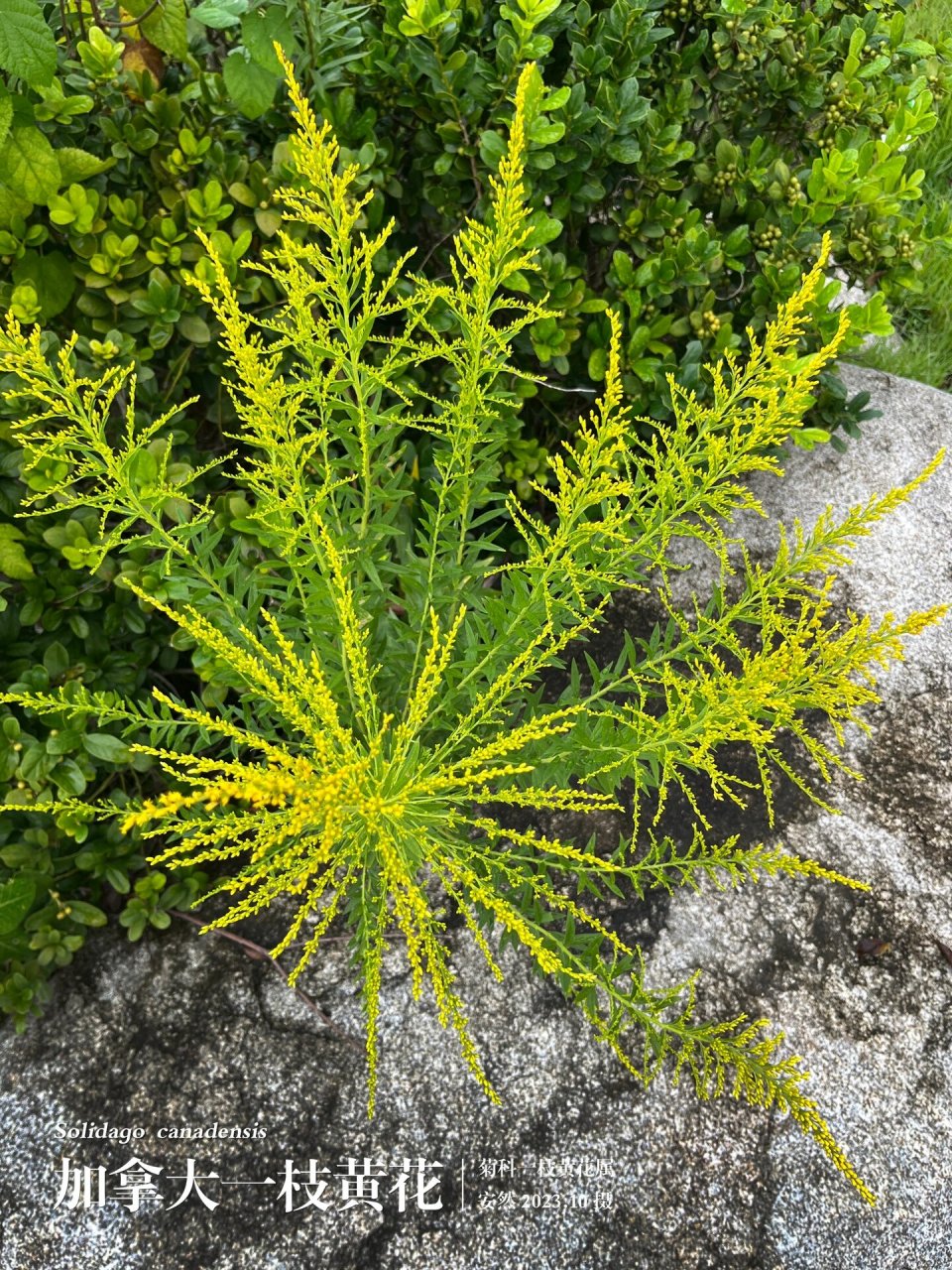 生态杀手通缉令植物图片