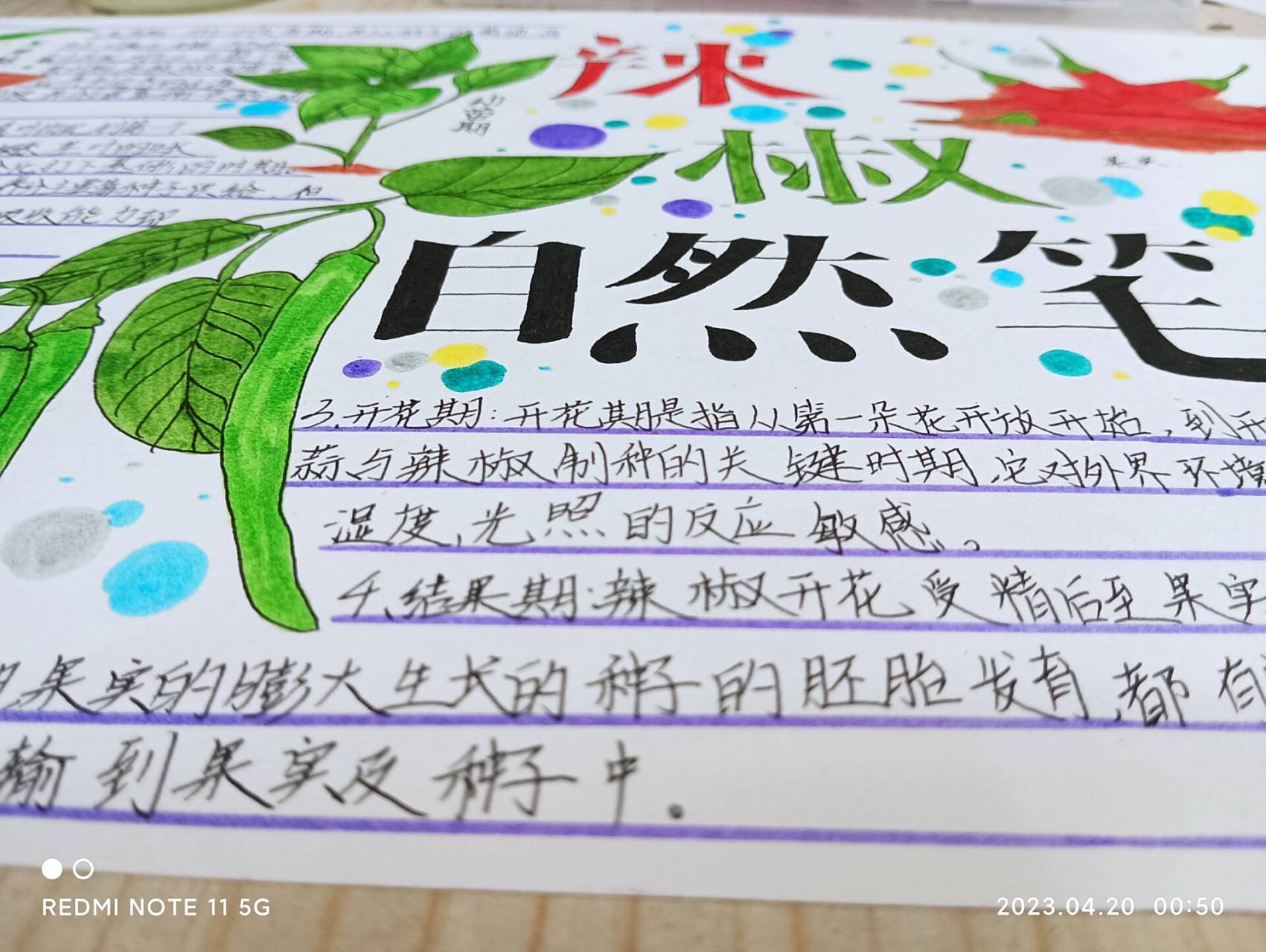 "辣椒自然笔记" 这幅画的主题是"辣椒自然笔记"