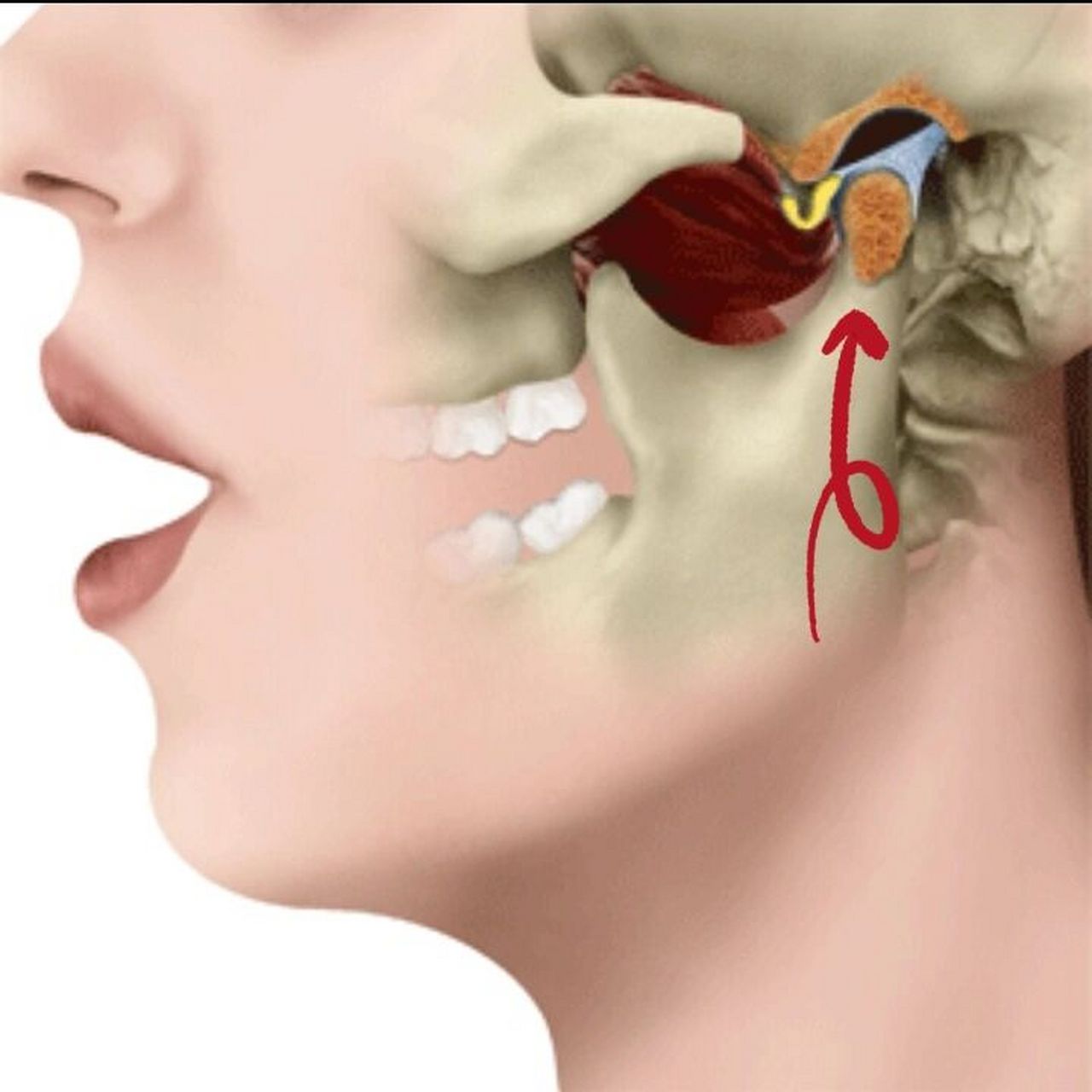 张嘴耳朵前面疼,张大嘴更疼!就要小心了!