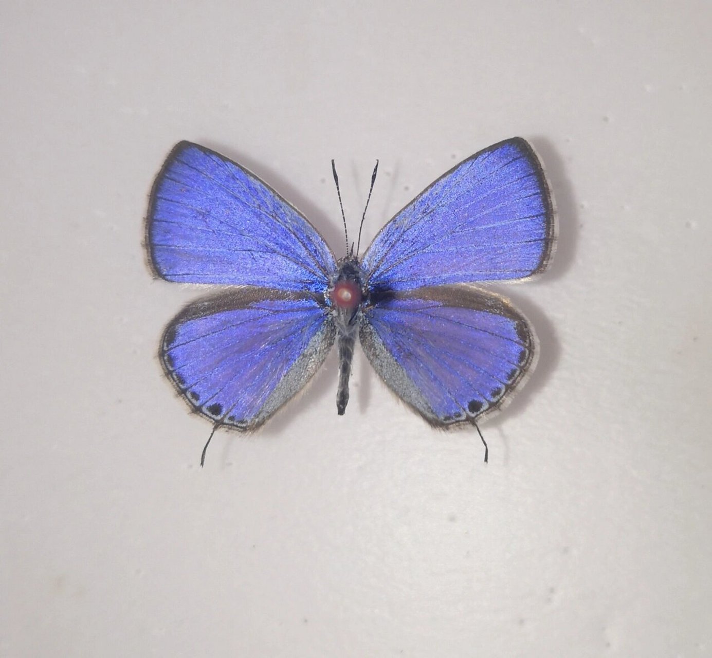 曲纹紫灰蝶03 曲纹紫灰蝶(学名:chilades pandava )是鳞翅目灰蝶科