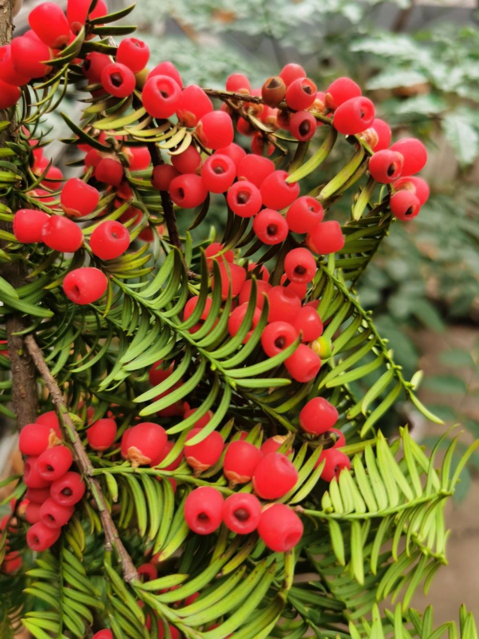 在自然条件下红豆杉生长速度缓慢,再生能力差,因此野生红豆杉是国家一