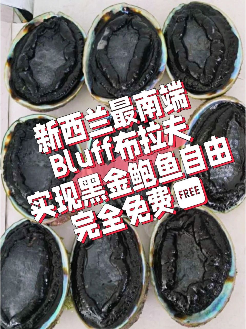新西兰布拉夫bluff赶海免费实现黑金鲍自由 在新西兰的最南端城市–