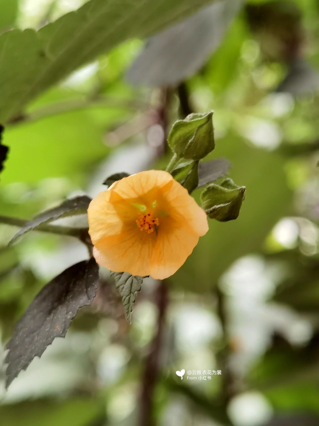黄花稔(ren) 这个小花花型很小,但丛枝茂盛,原来全身是宝.