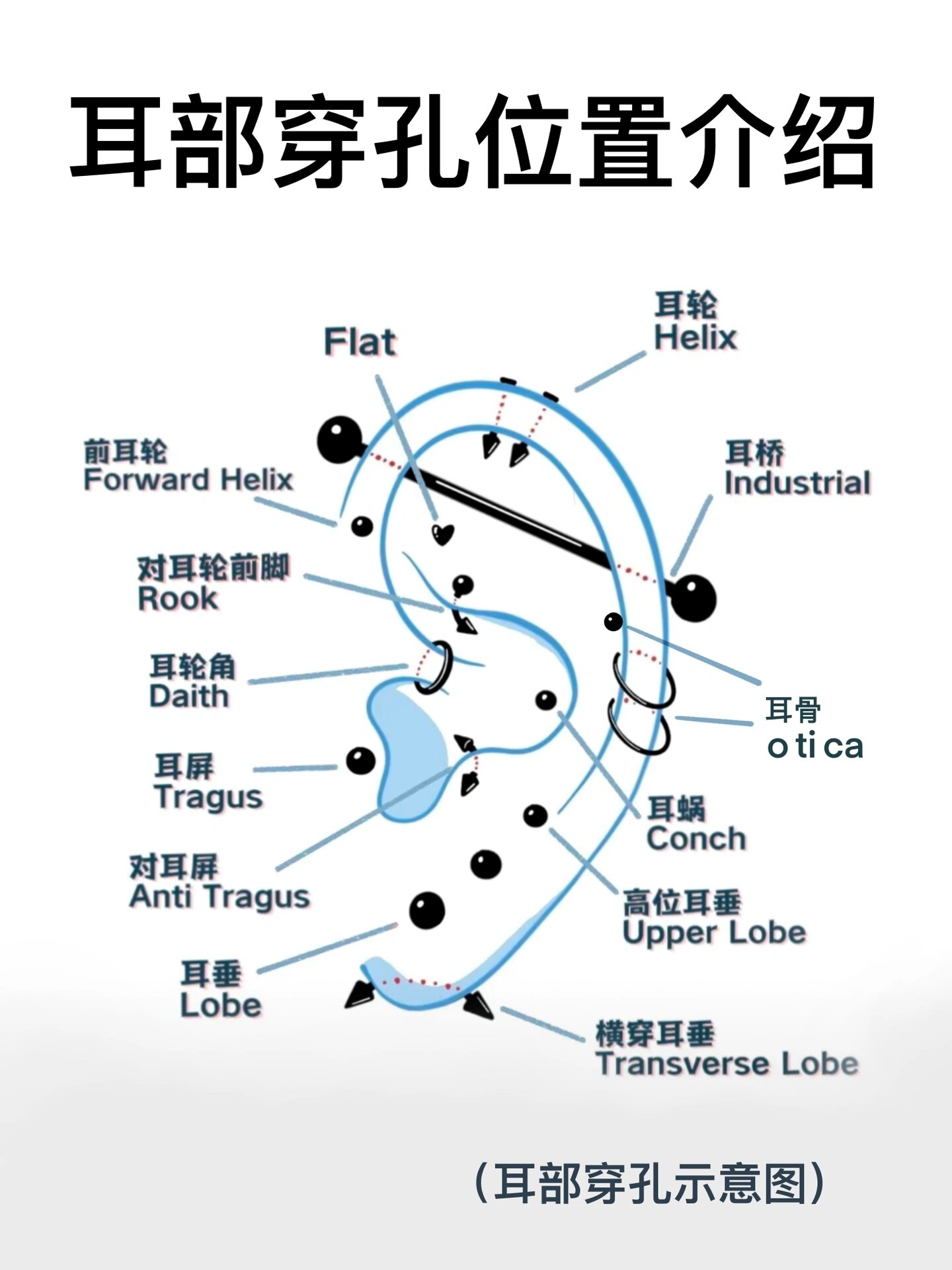 📌耳部穿孔每个位置的名字叫法.穿在那个位置,一目了然!