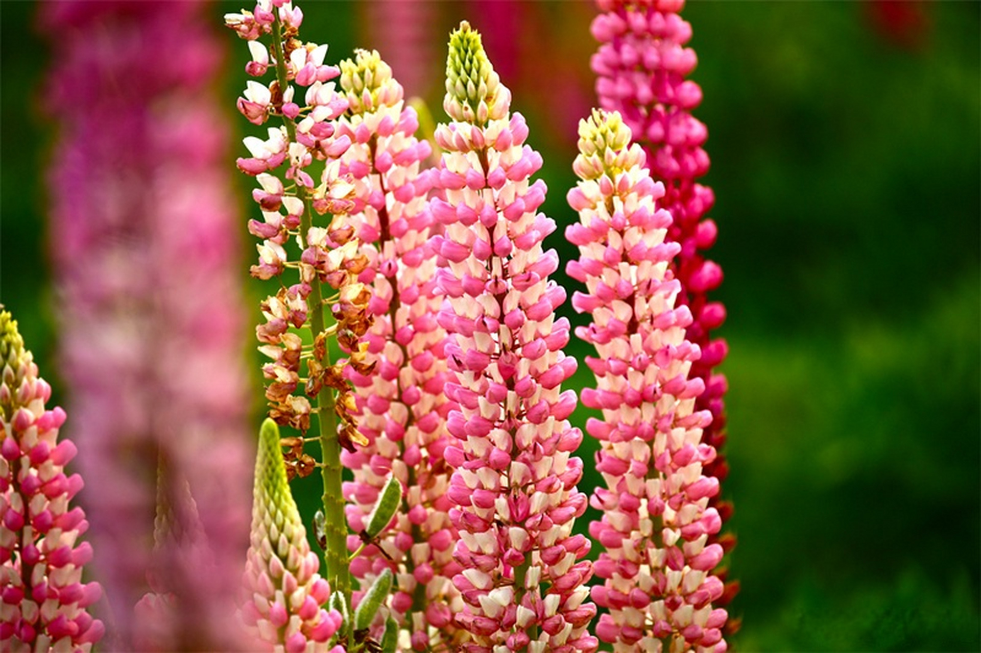 【腾冲龙川江畔鲁冰花开正艳】四月,正是腾冲鲁冰花盛开的季节,成片