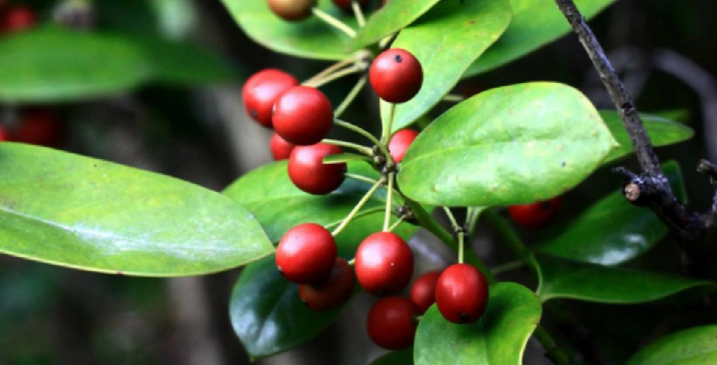 【每日一花】枸骨 枸骨(ilex cornuta)又名猫儿刺,老虎刺,八角刺,鸟不