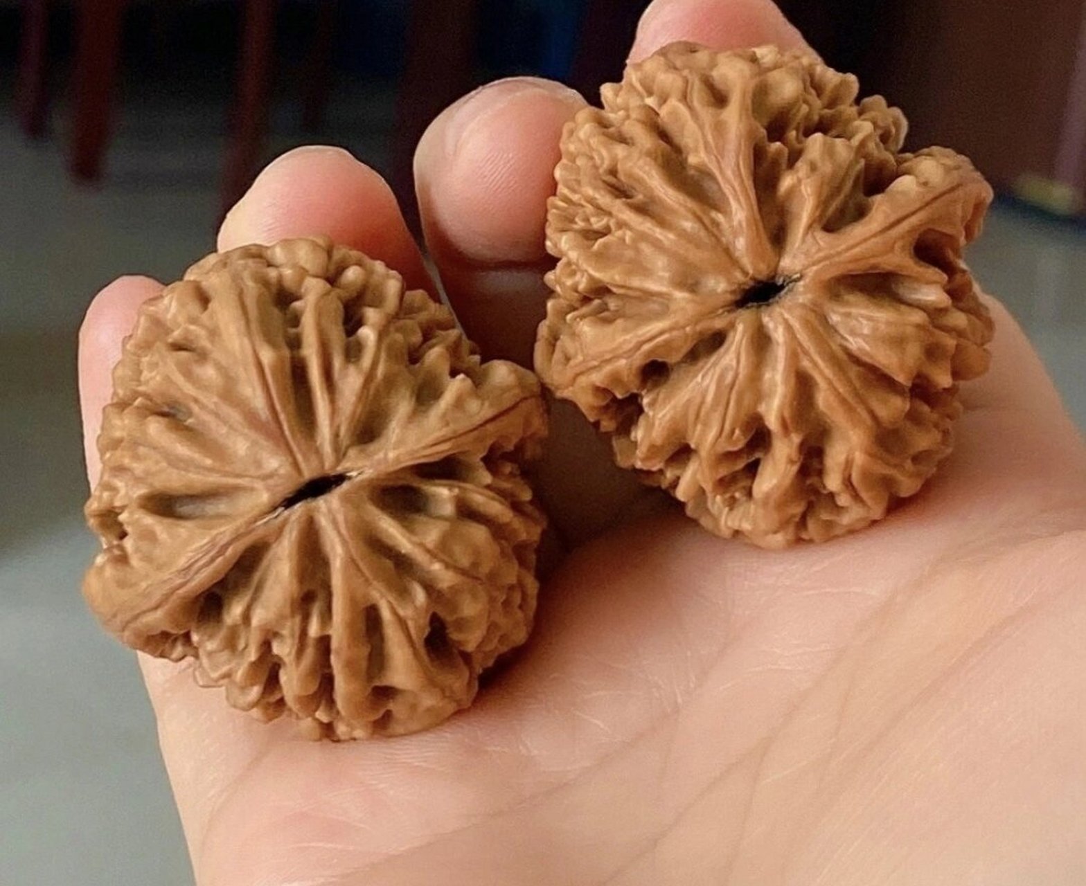 招财鼠"狮子头核桃文玩 边37肚38高46重43.