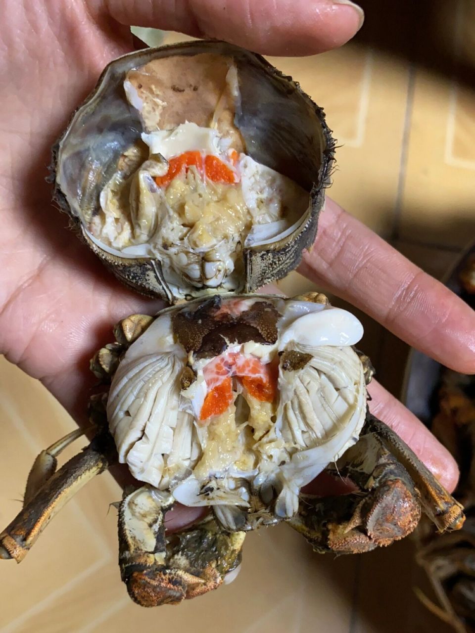 这个螃蟹外行人应该看不出什么,虽然有红黄,但这是一只病蟹,正常白色