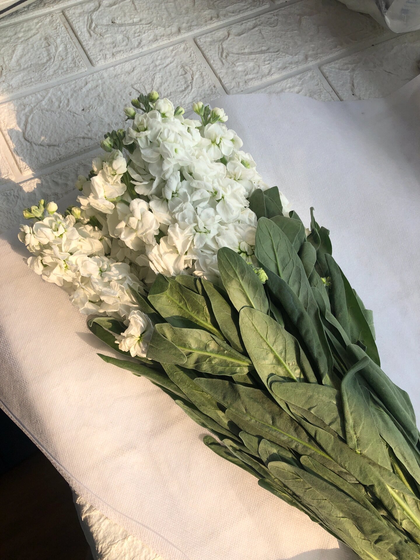 每周鲜切花养护:紫罗兰 98 98花语:永恒的爱与美,淳朴的美德 逛花